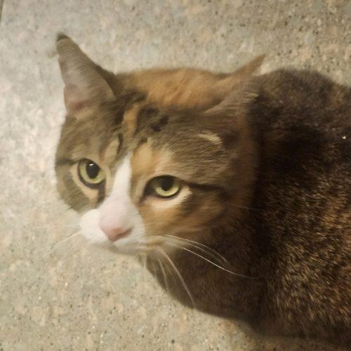 Enlarge Ginger, a Adoptable Domestic Short Hair in Seven Valleys, PA image 2/5