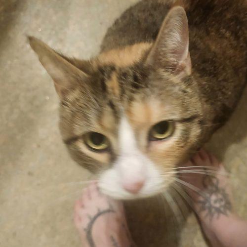 Ginger, a Adoptable Domestic Short Hair in Seven Valleys, PA image 3/6