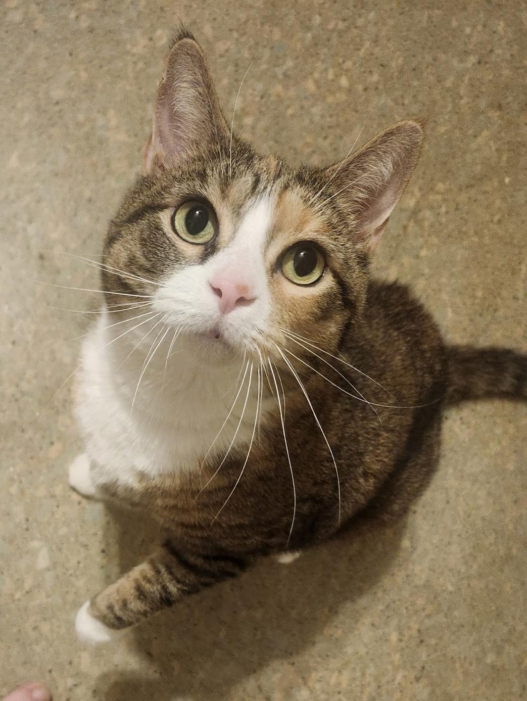 Ginger, a Adoptable Domestic Short Hair in Seven Valleys, PA image 4/6