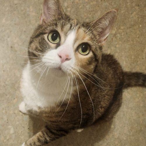 Enlarge Ginger, a Adoptable Domestic Short Hair in Seven Valleys, PA image 4/6