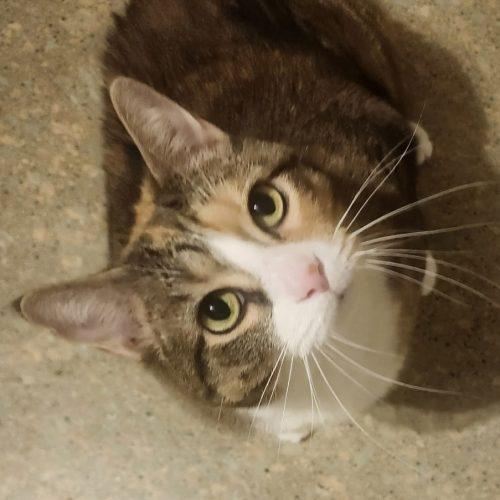 Enlarge Ginger, a Adoptable Domestic Short Hair in Seven Valleys, PA image 3/5