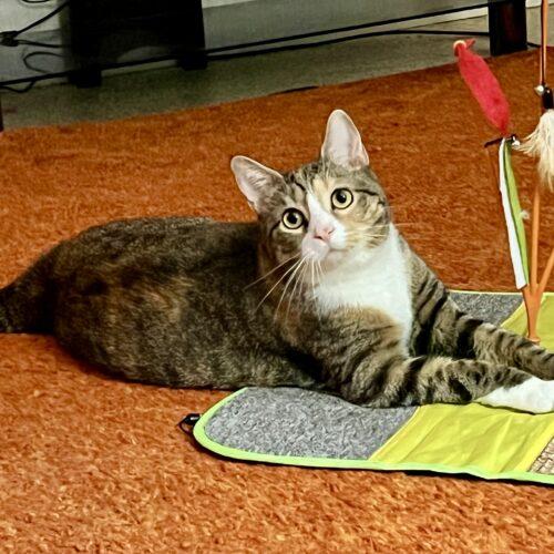 Enlarge Ginger, a Adoptable Domestic Short Hair in Seven Valleys, PA image 2/2