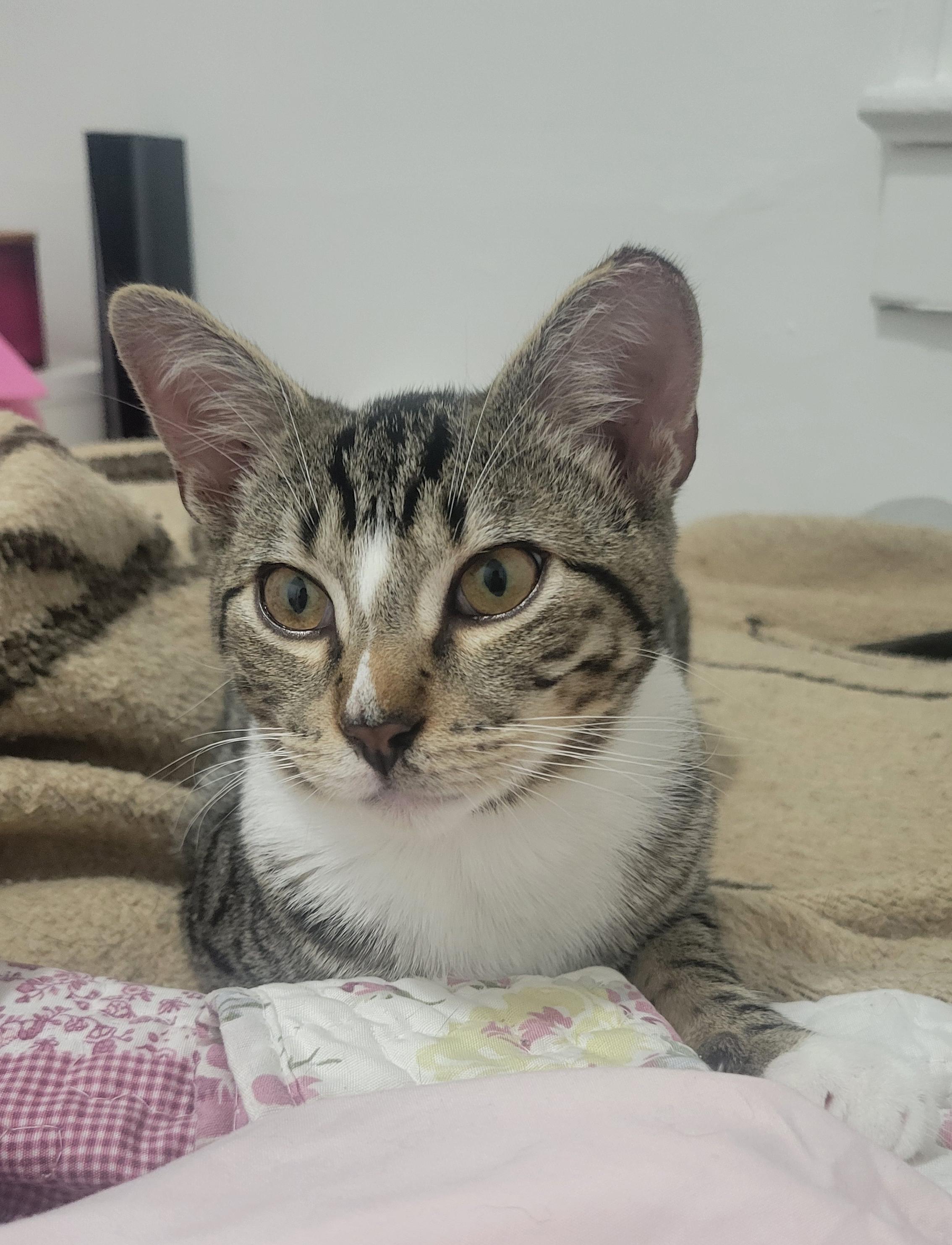 Enlarge Gizmo, a Adoptable Domestic Short Hair in Hasbrouck Heights, NJ image 2/4