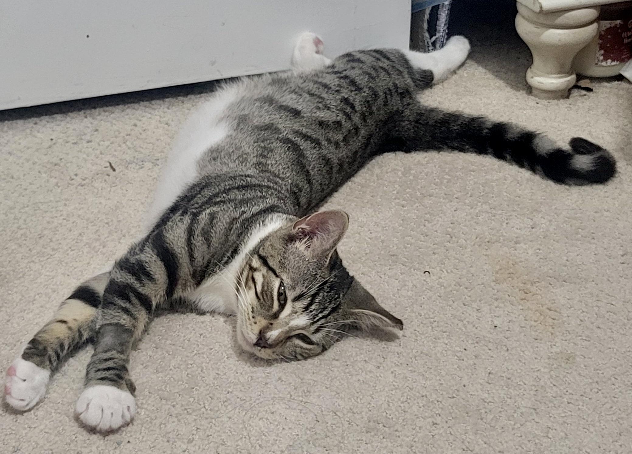 Enlarge Gizmo, a Adoptable Domestic Short Hair in Hasbrouck Heights, NJ image 3/4