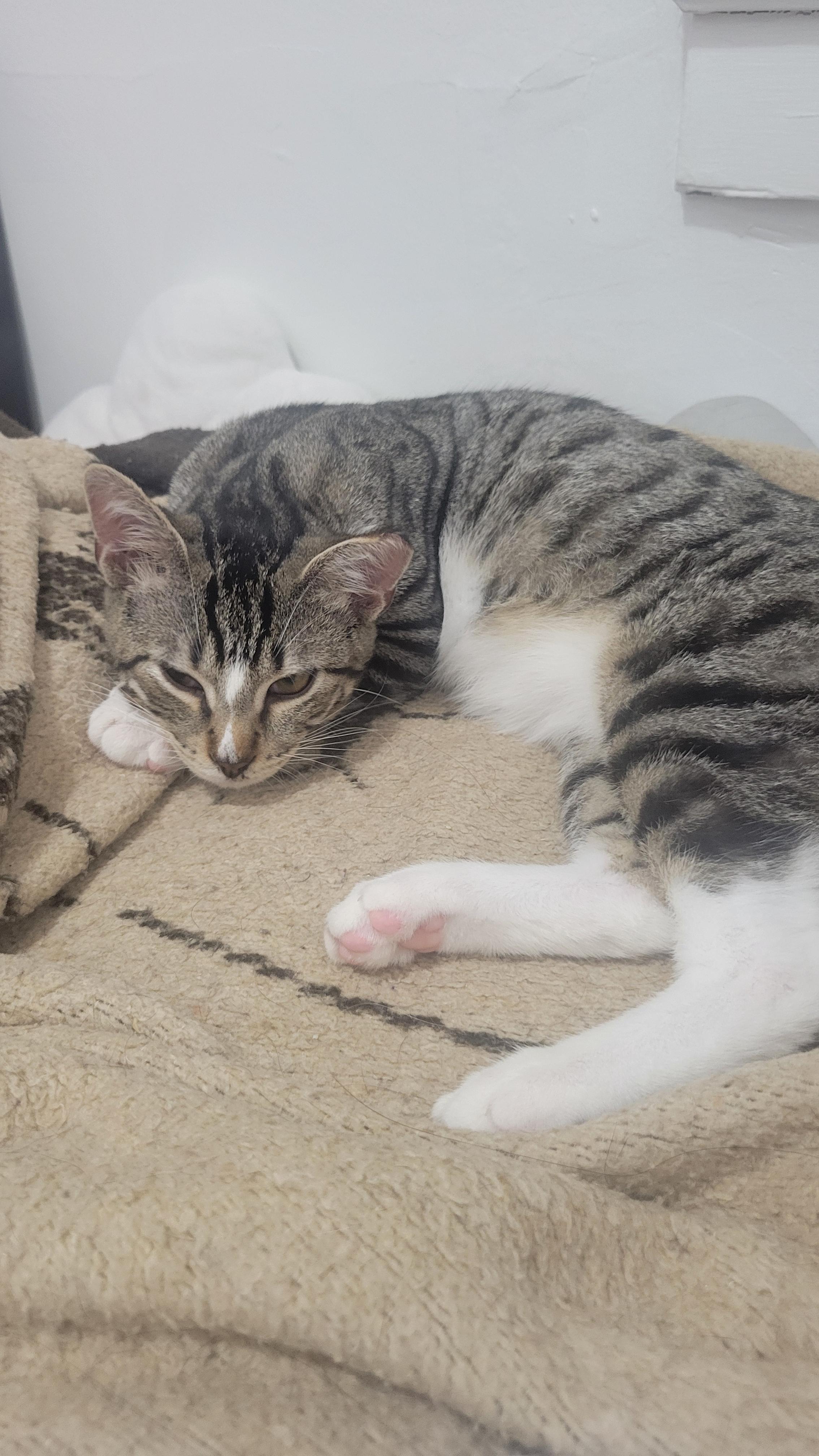 Enlarge Gizmo, a Adoptable Domestic Short Hair in Hasbrouck Heights, NJ image 4/4