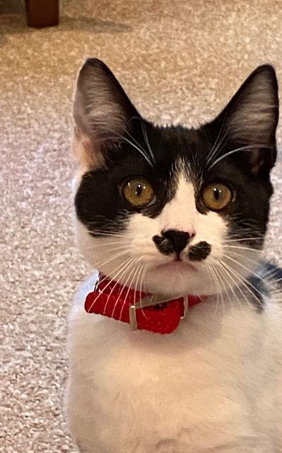 DAISY, Most Loved! Adopt Me With Java! — thumbnail 3