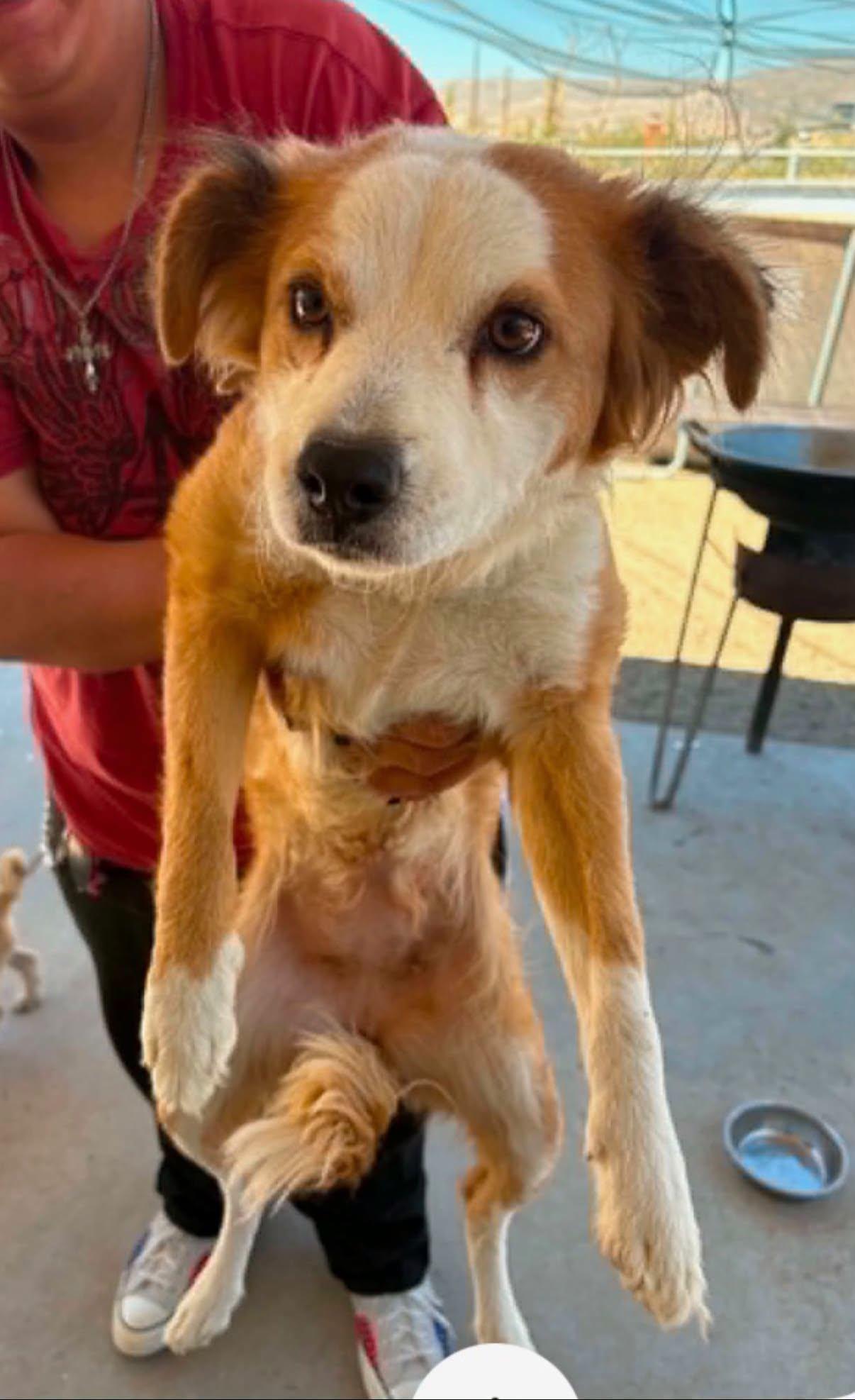 Enlarge Friday, a Adoptable mixed breed in Agua Dulce, CA image 4/5