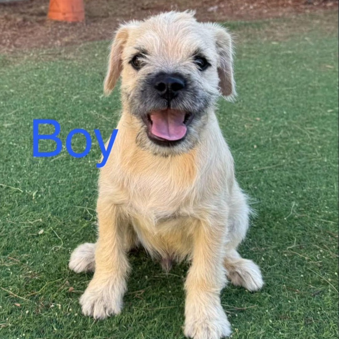 Enlarge Friday, a Adoptable mixed breed in Agua Dulce, CA image 1/5