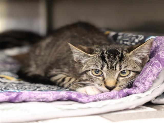 Enlarge A512938, a Adoptable Domestic Short Hair in Wilmington, NC image 1/1