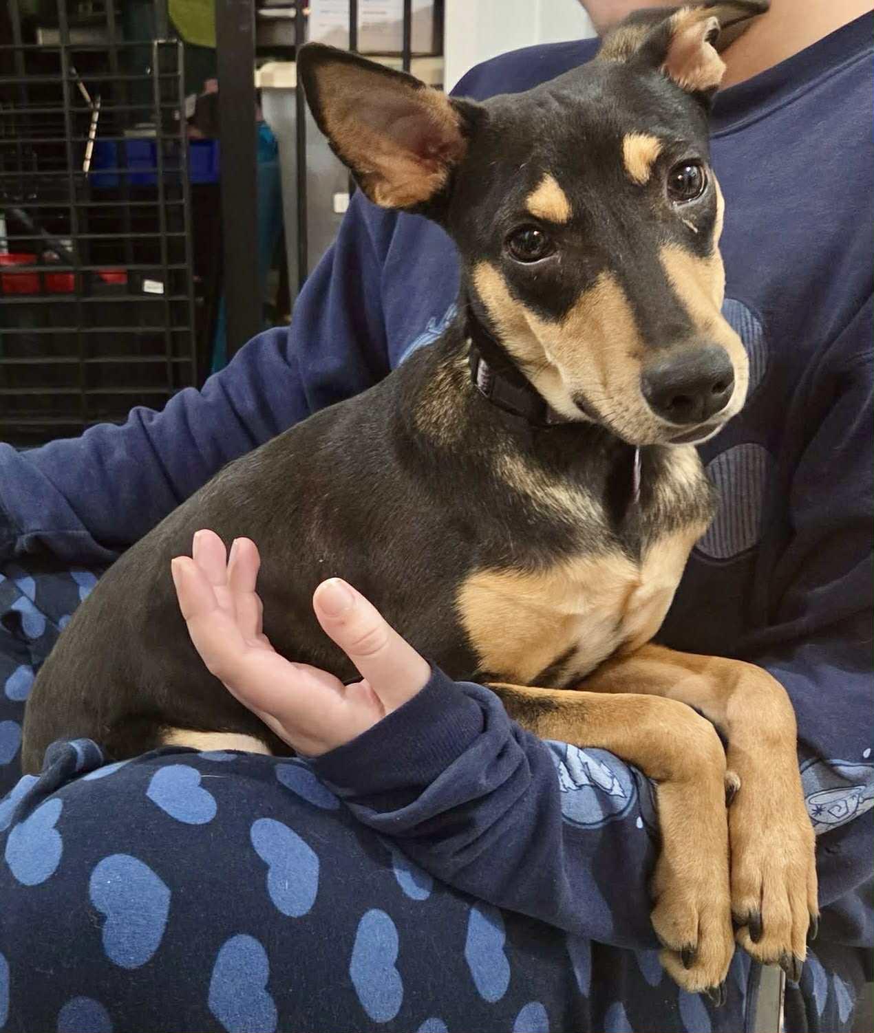 Enlarge Rico, a ADOPTABLE mixed breed in Edmonton, AB image 1/1