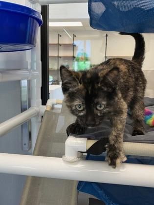 Alternator, Adoptable, Kitten Female Domestic Short Hair & Domestic Short Hair.