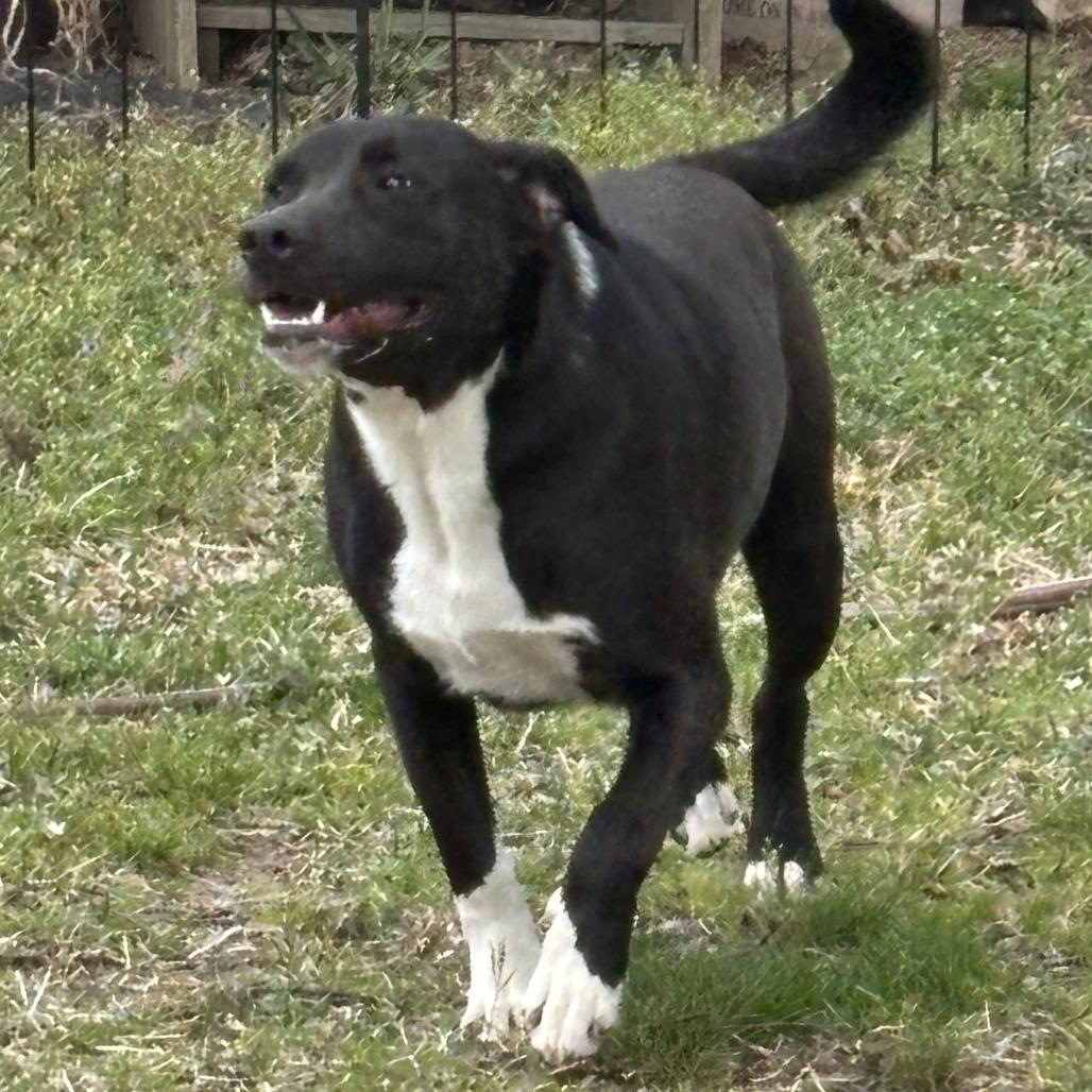 Duke, Adoptable, Adult Male Labrador Retriever & Mixed Breed.