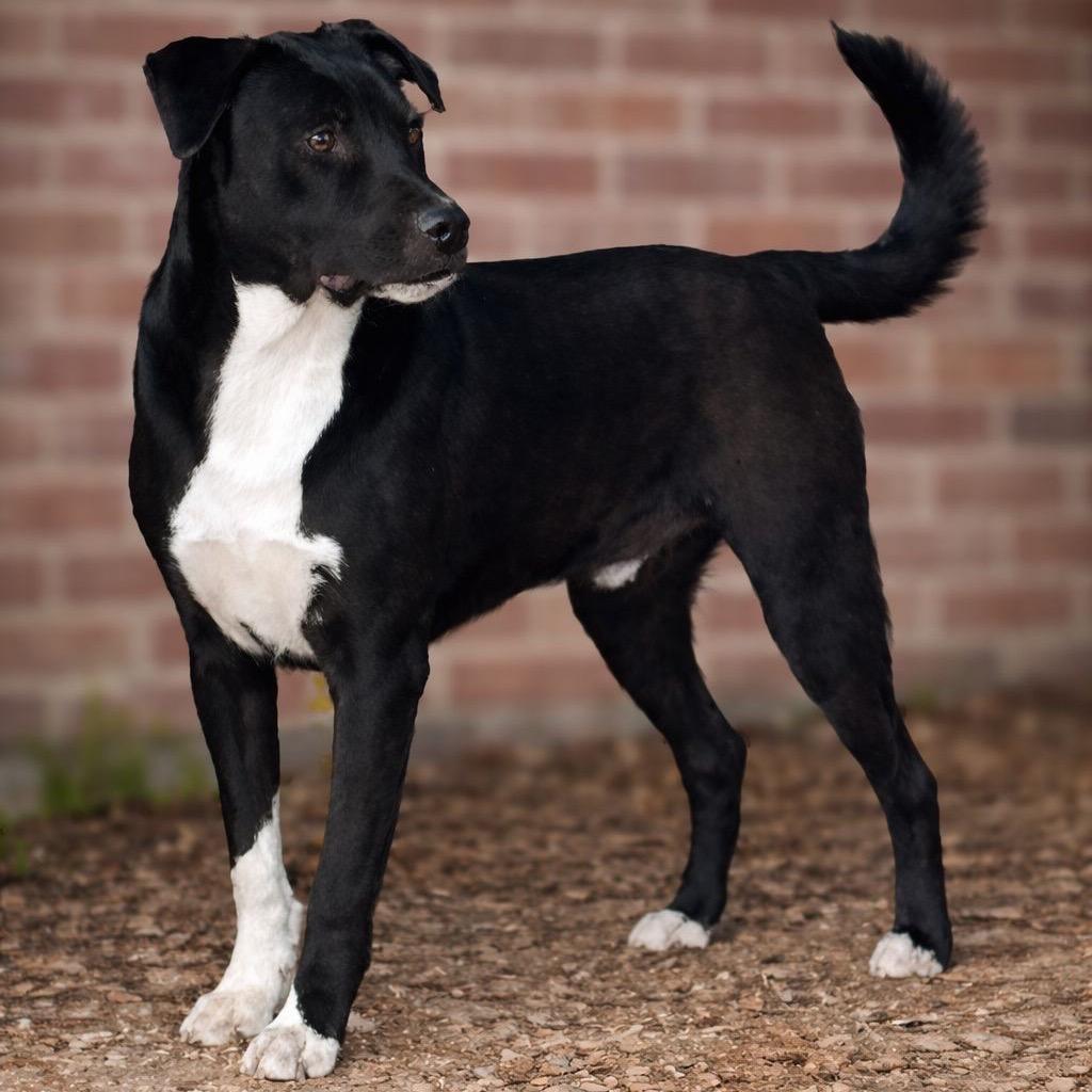 Enlarge Duke, a Adoptable mixed breed in Mount Pleasant, TX image 2/6