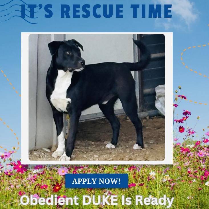 Enlarge Duke, a Adoptable mixed breed in Mount Pleasant, TX image 3/6