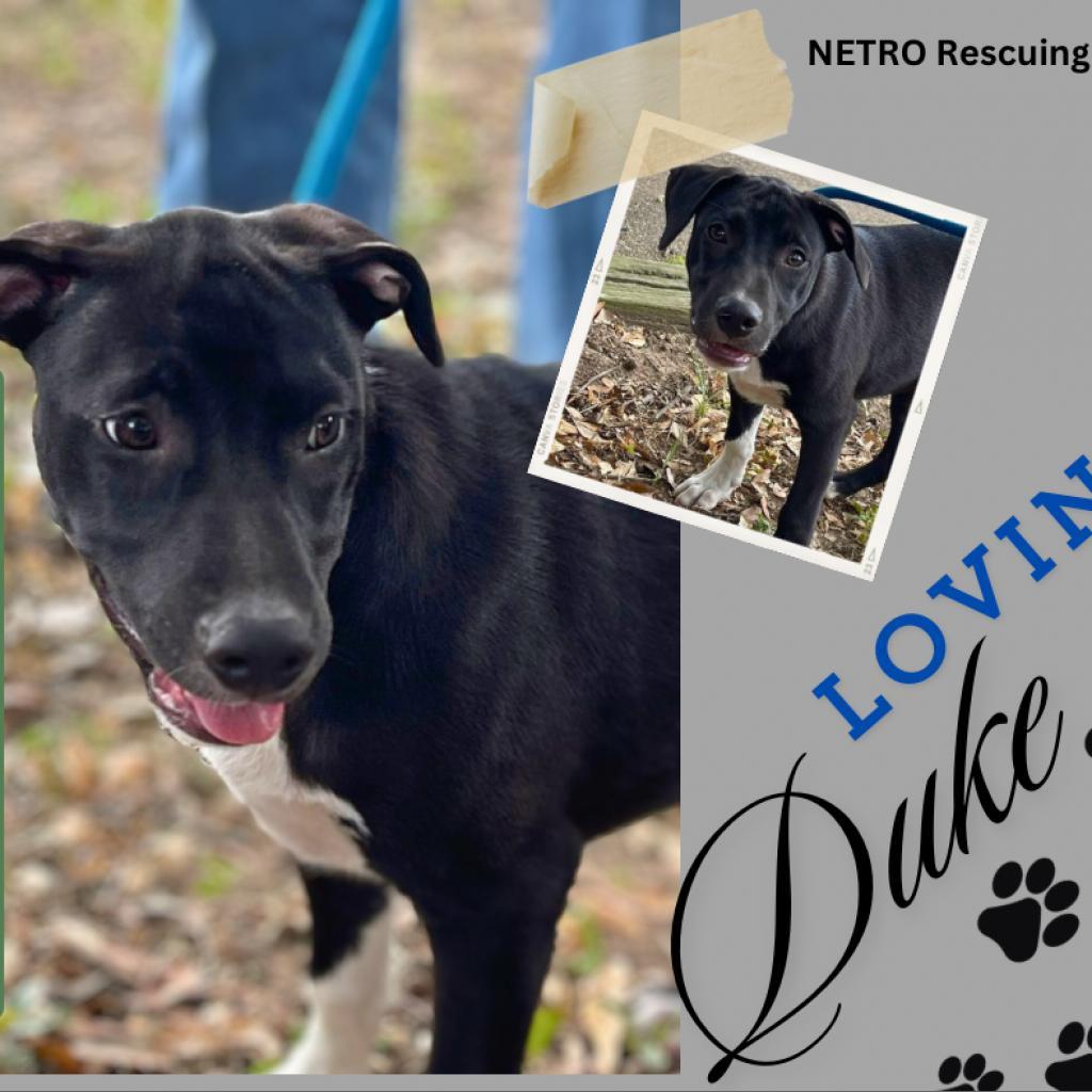 Enlarge Duke, a Adoptable mixed breed in Mount Pleasant, TX image 4/6