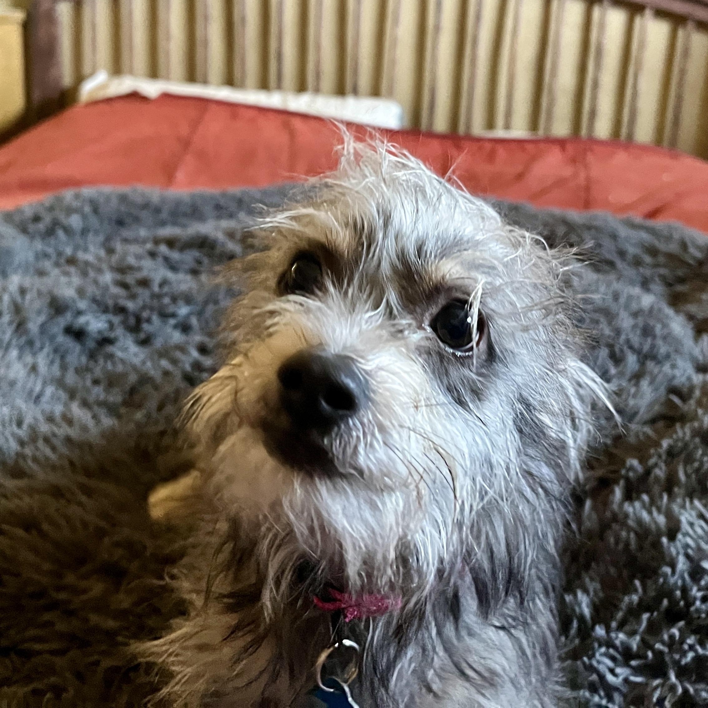 Enlarge Parker, an adopted mixed breed in Marfa, TX image 4/6