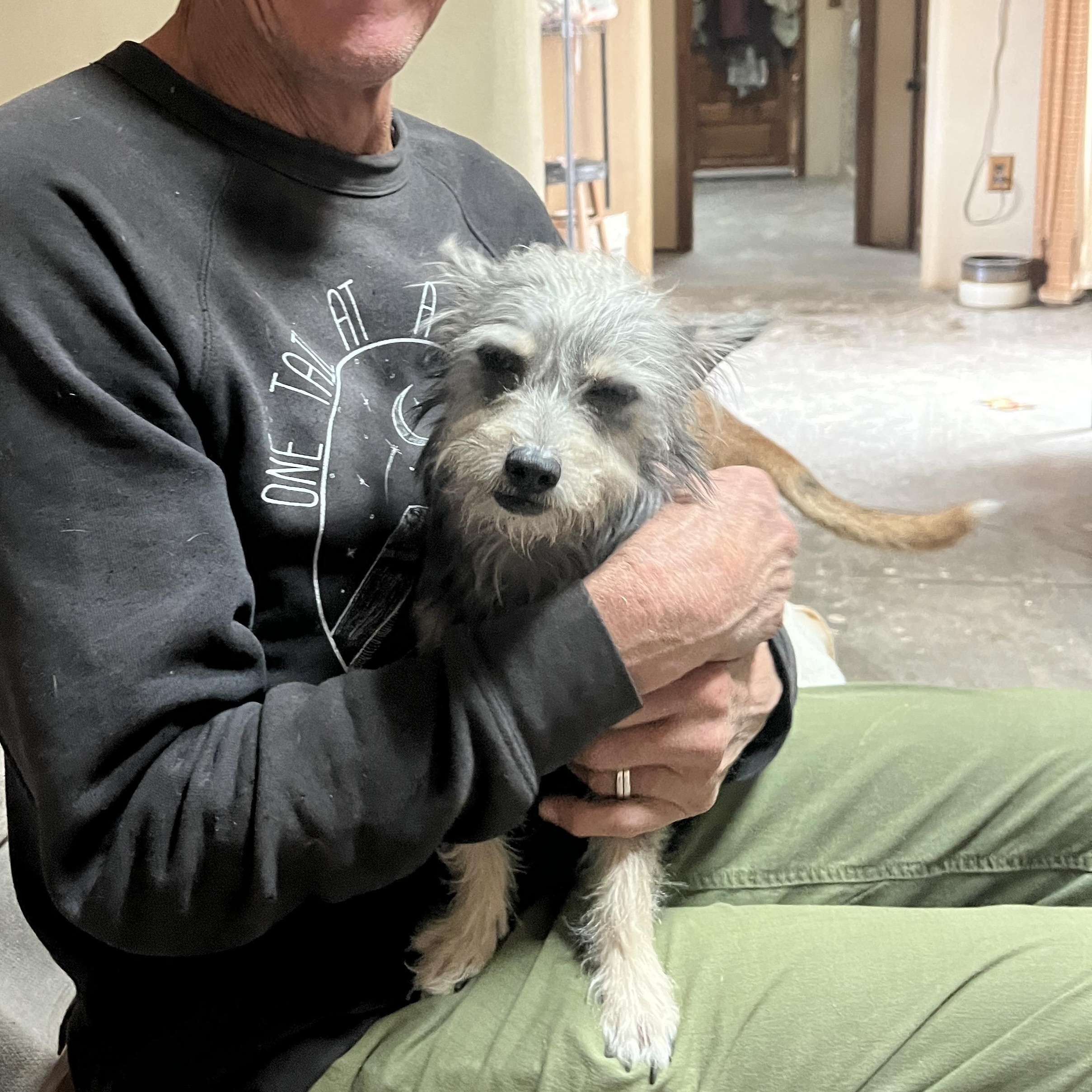 Enlarge Parker, an adopted mixed breed in Marfa, TX image 5/6