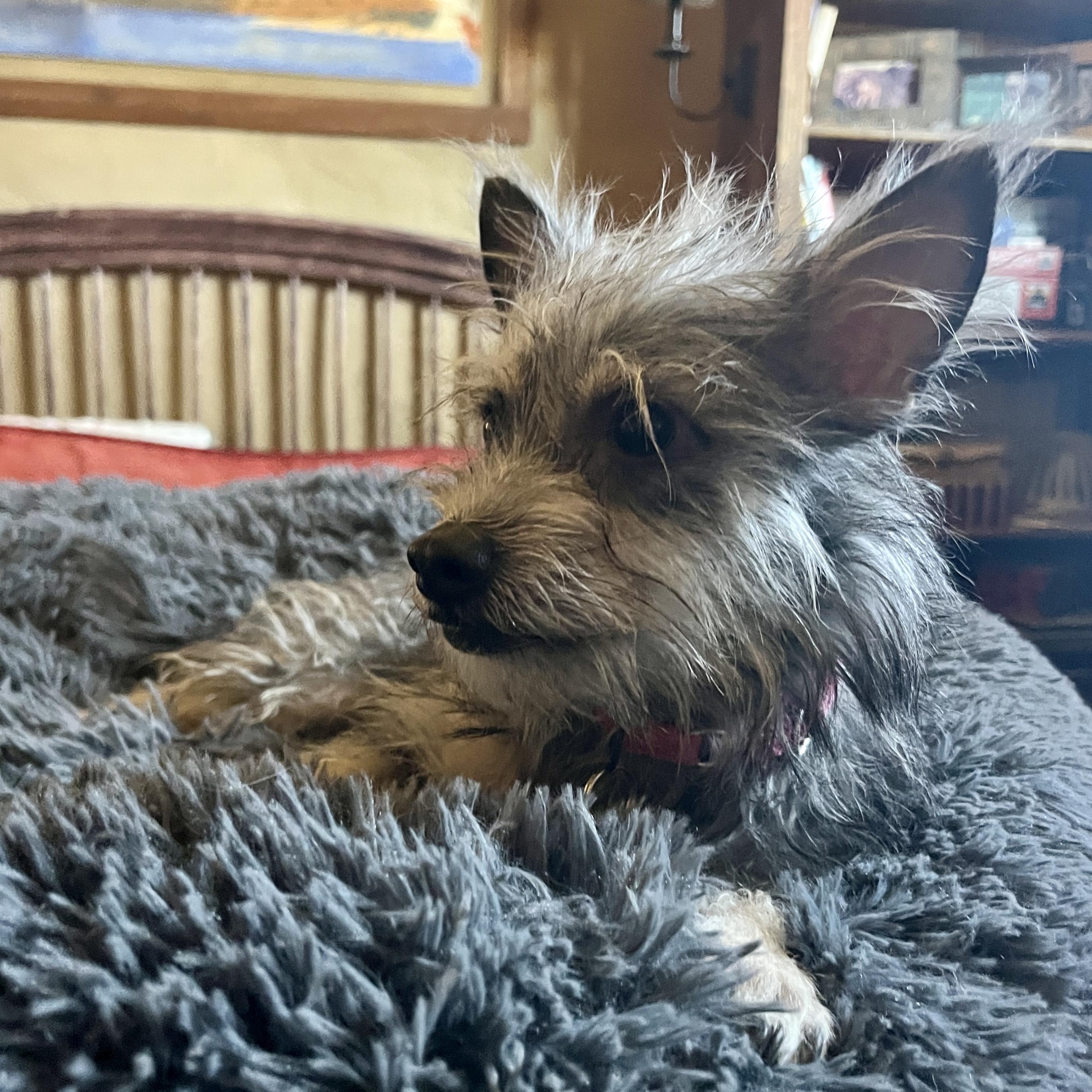 Enlarge Parker, an adopted mixed breed in Marfa, TX image 3/6