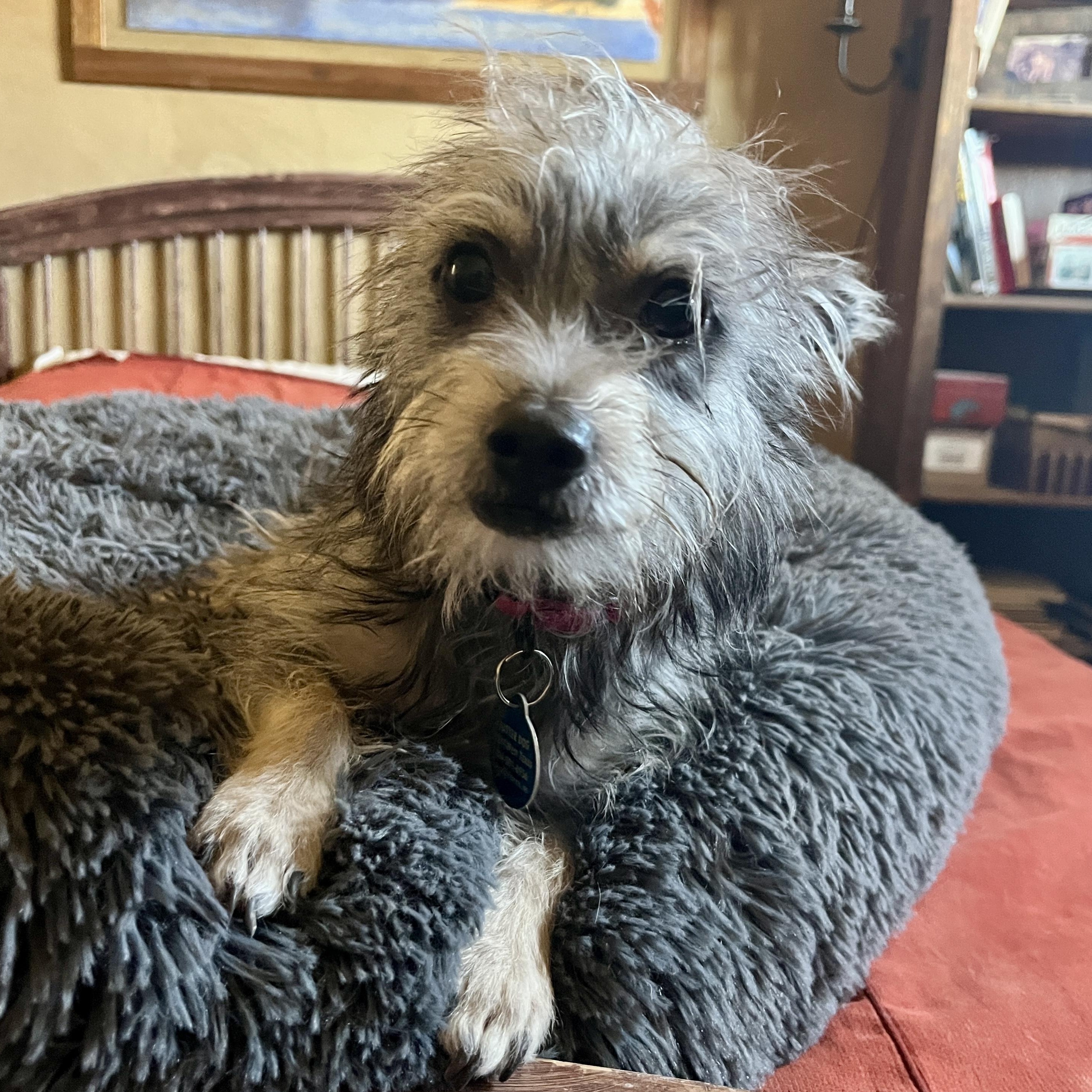 Enlarge Parker, an adopted mixed breed in Marfa, TX image 6/6