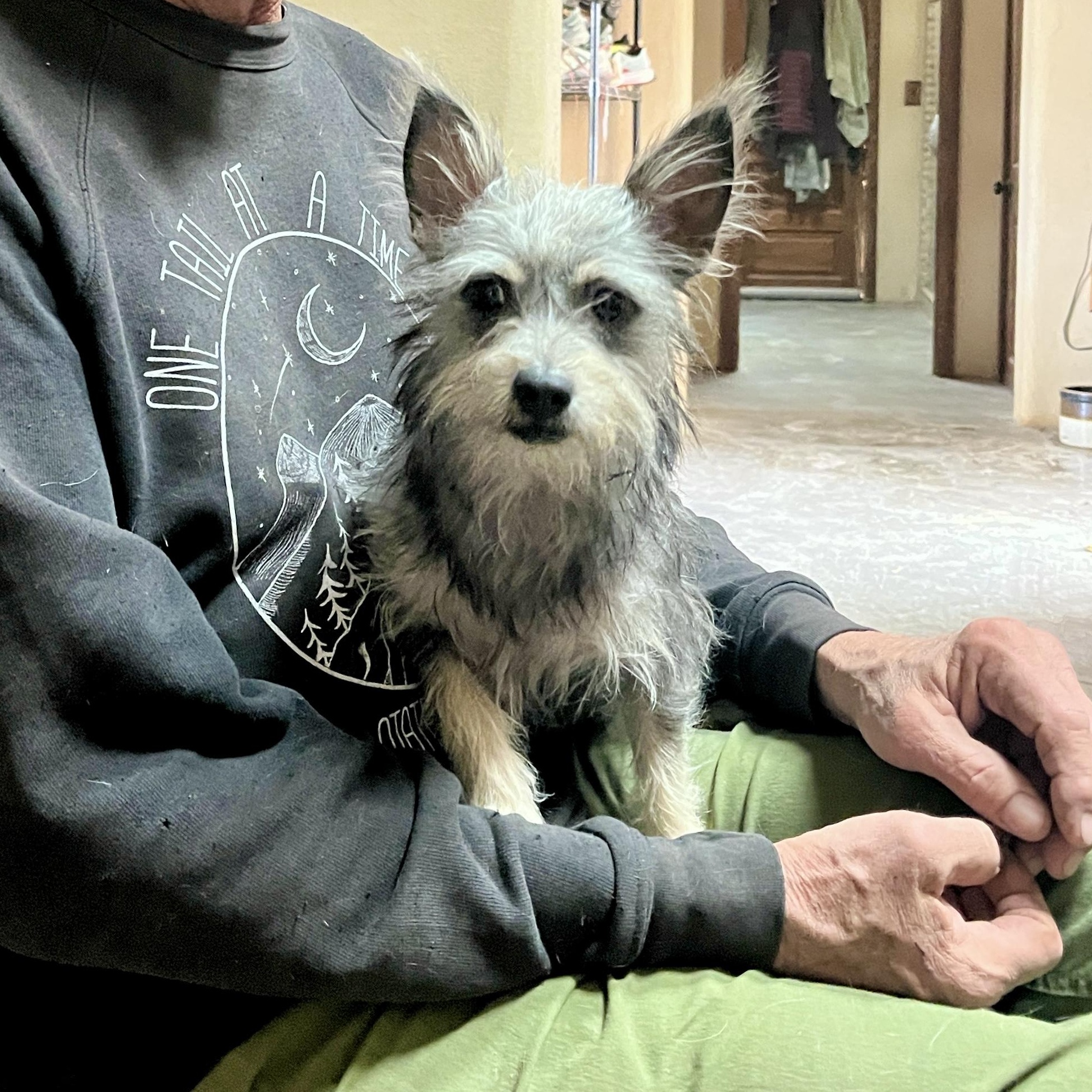 Enlarge Parker, an adopted mixed breed in Marfa, TX image 2/6