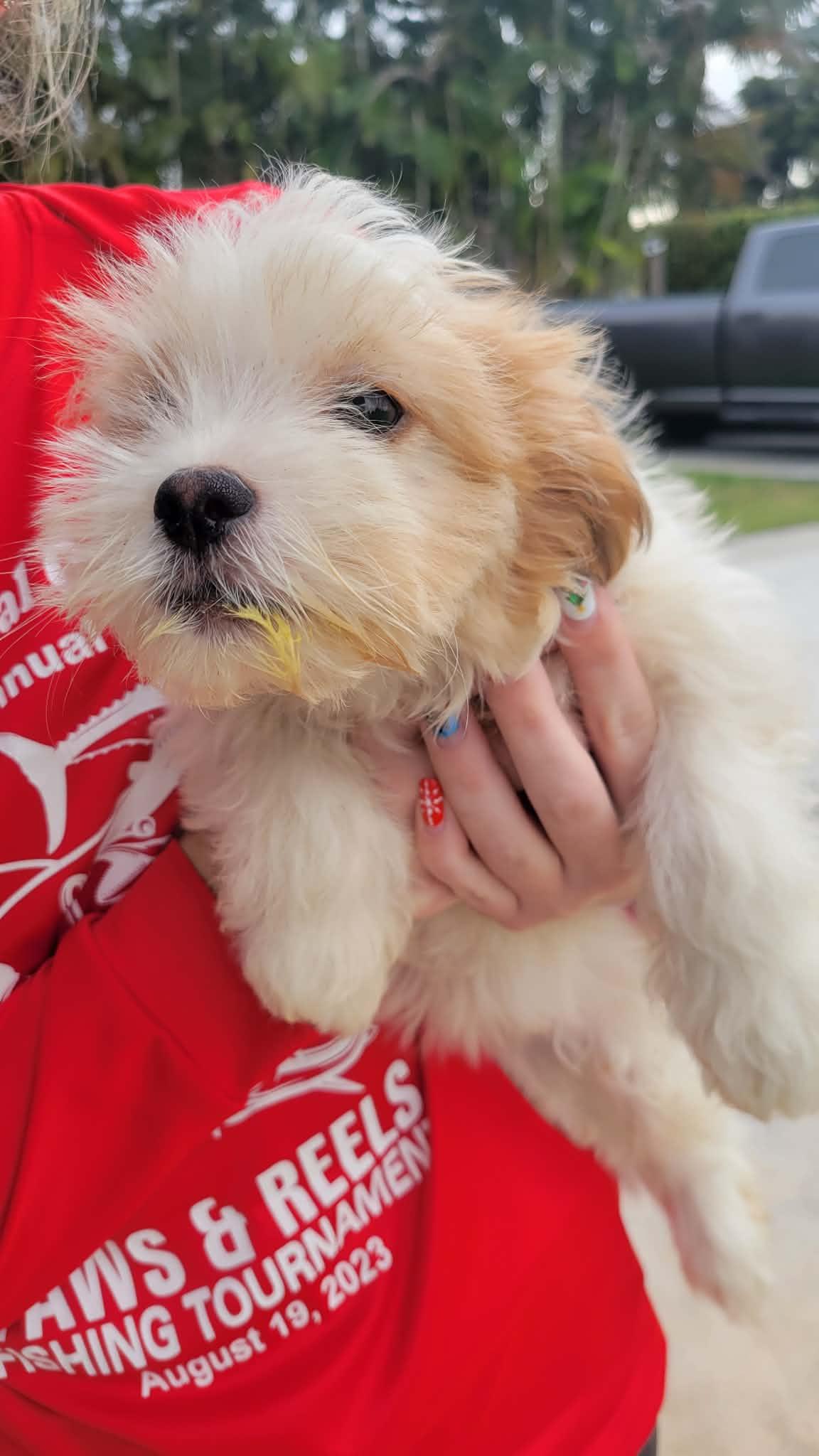 Enlarge Sunflower, an adopted mixed breed in Loxahatchee, FL image 1/1