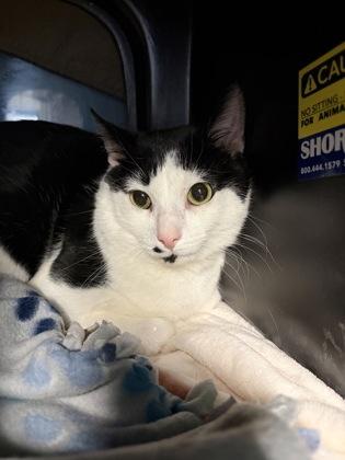 Thomas, Adoptable, Adult Male Domestic Short Hair & Domestic Short Hair.