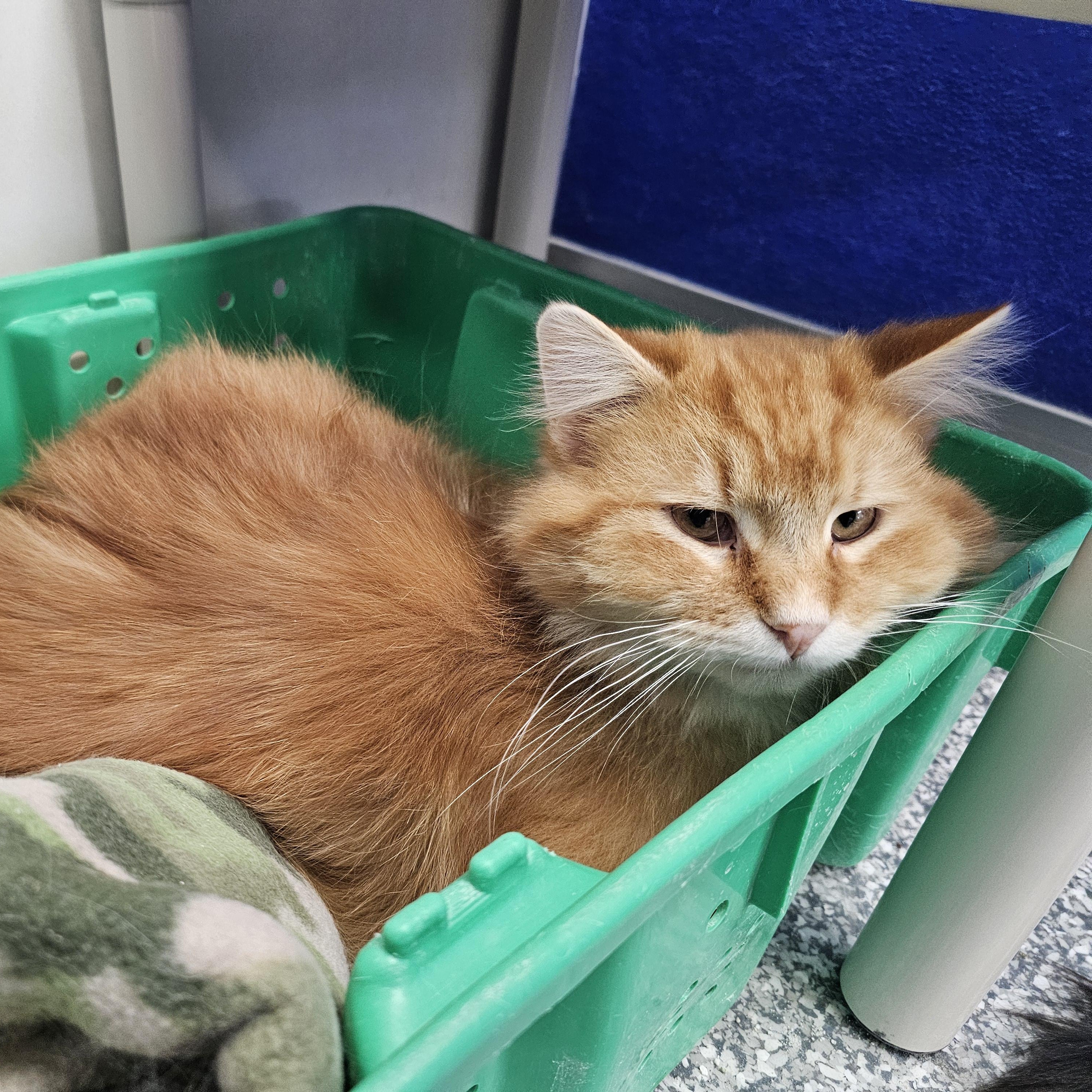 Enlarge Piper, an adopted Domestic Long Hair in Dunkirk, NY image 2/3