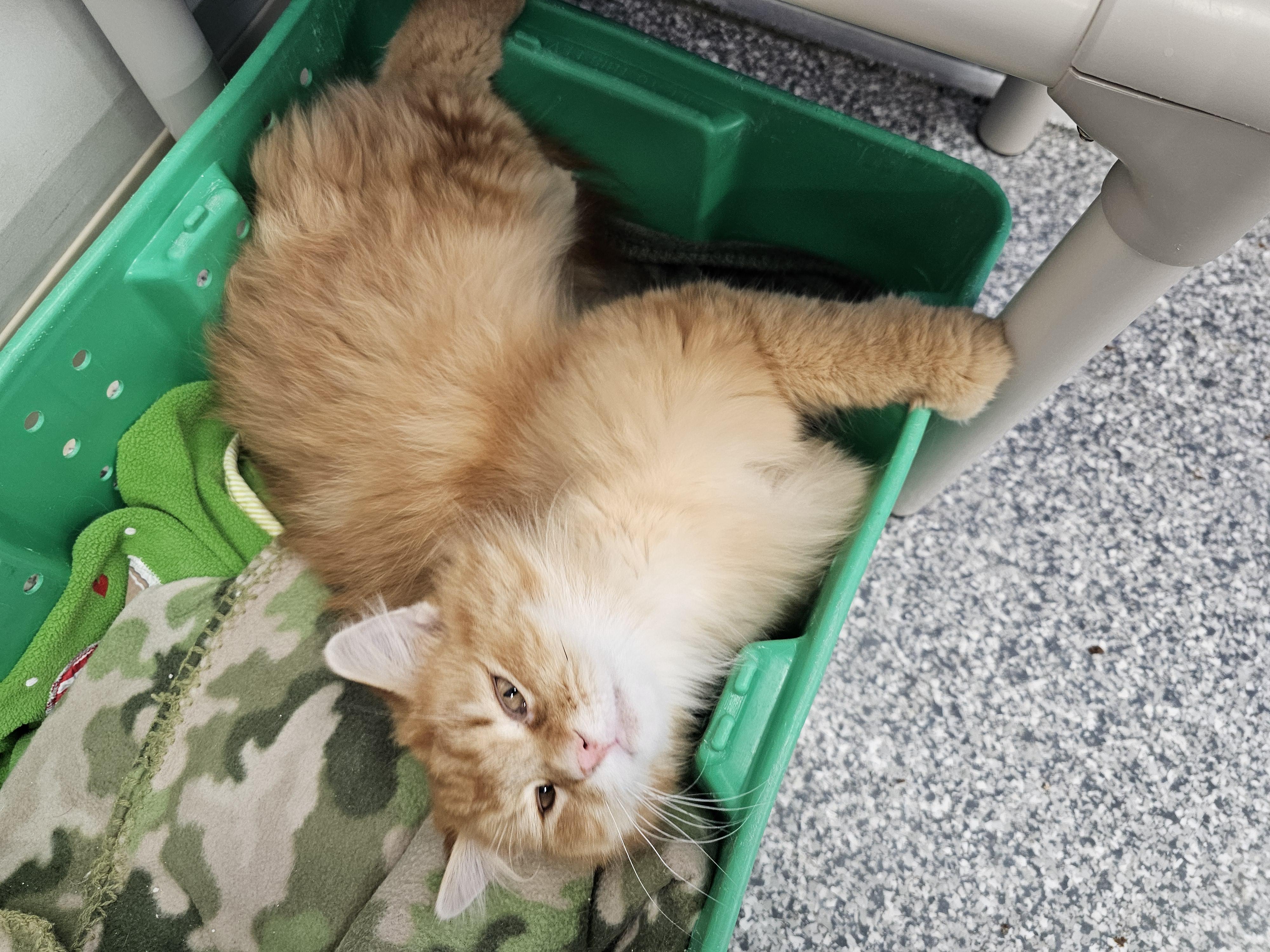 Enlarge Piper, an adopted Domestic Long Hair in Dunkirk, NY image 3/3