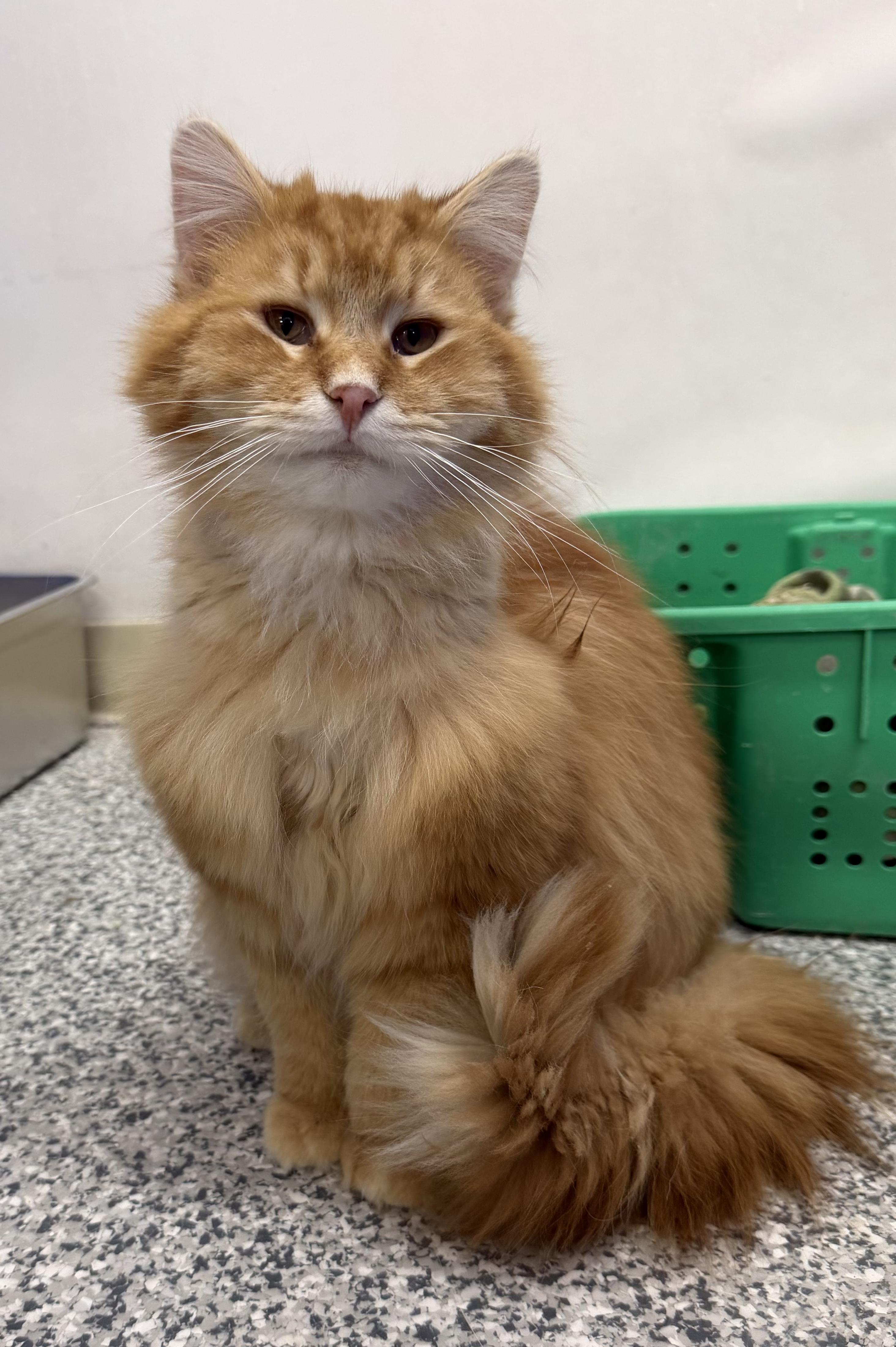 Enlarge Piper, an adopted Domestic Long Hair in Dunkirk, NY image 1/3