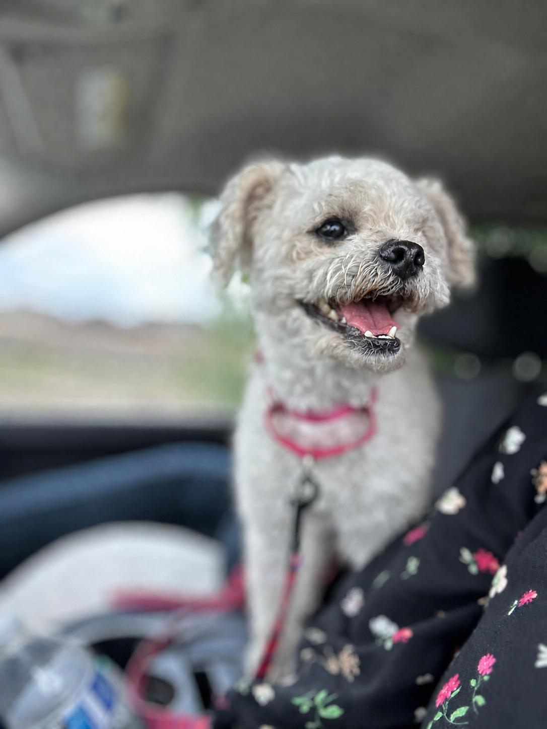 Enlarge Sugar, a Adoptable mixed breed in Marion, TX image 4/6