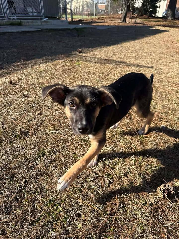 Enlarge Roxie, an adopted mixed breed in Wilmington, NC image 3/4