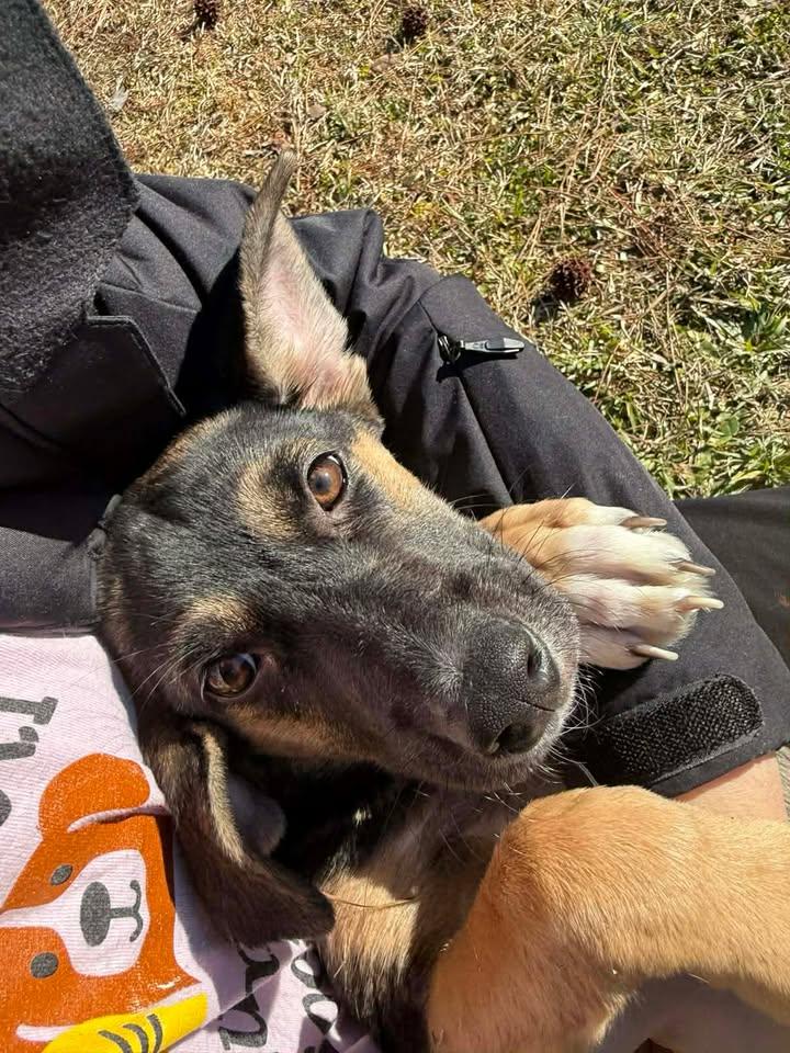 Enlarge Roxie, an adopted mixed breed in Wilmington, NC image 1/4