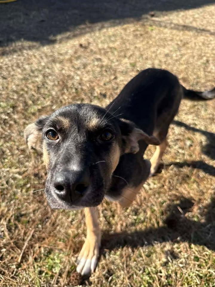 Enlarge Roxie, an adopted mixed breed in Wilmington, NC image 4/4