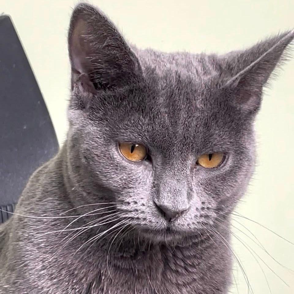 Sydney bonded w/ Jen, Adoptable, Young Female Domestic Short Hair.