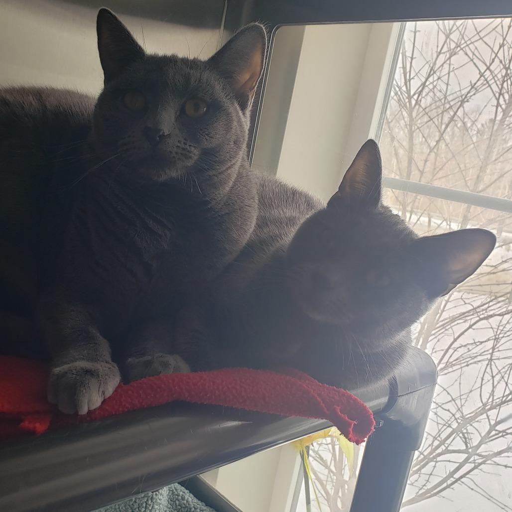 Sydney bonded w/ Jen, Adoptable, Young Female Domestic Short Hair.