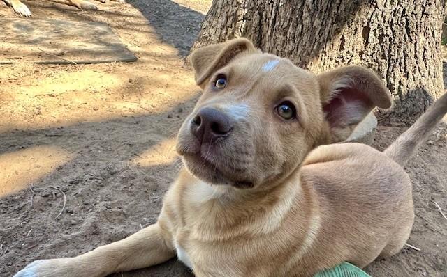 Enlarge Sassy, an adopted mixed breed in New York, NY image 5/5