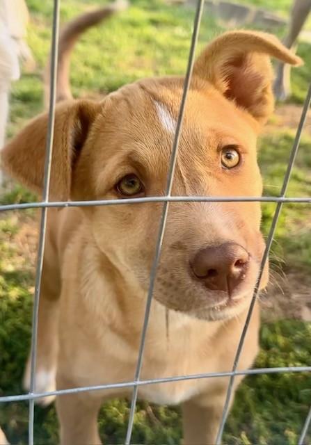 Enlarge Sassy, an adopted mixed breed in New York, NY image 3/5