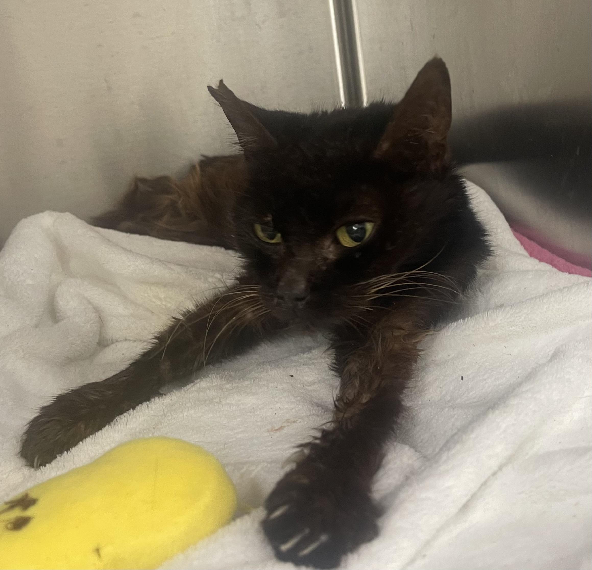 Toffee, Adoptable, Adult Female Domestic Short Hair.