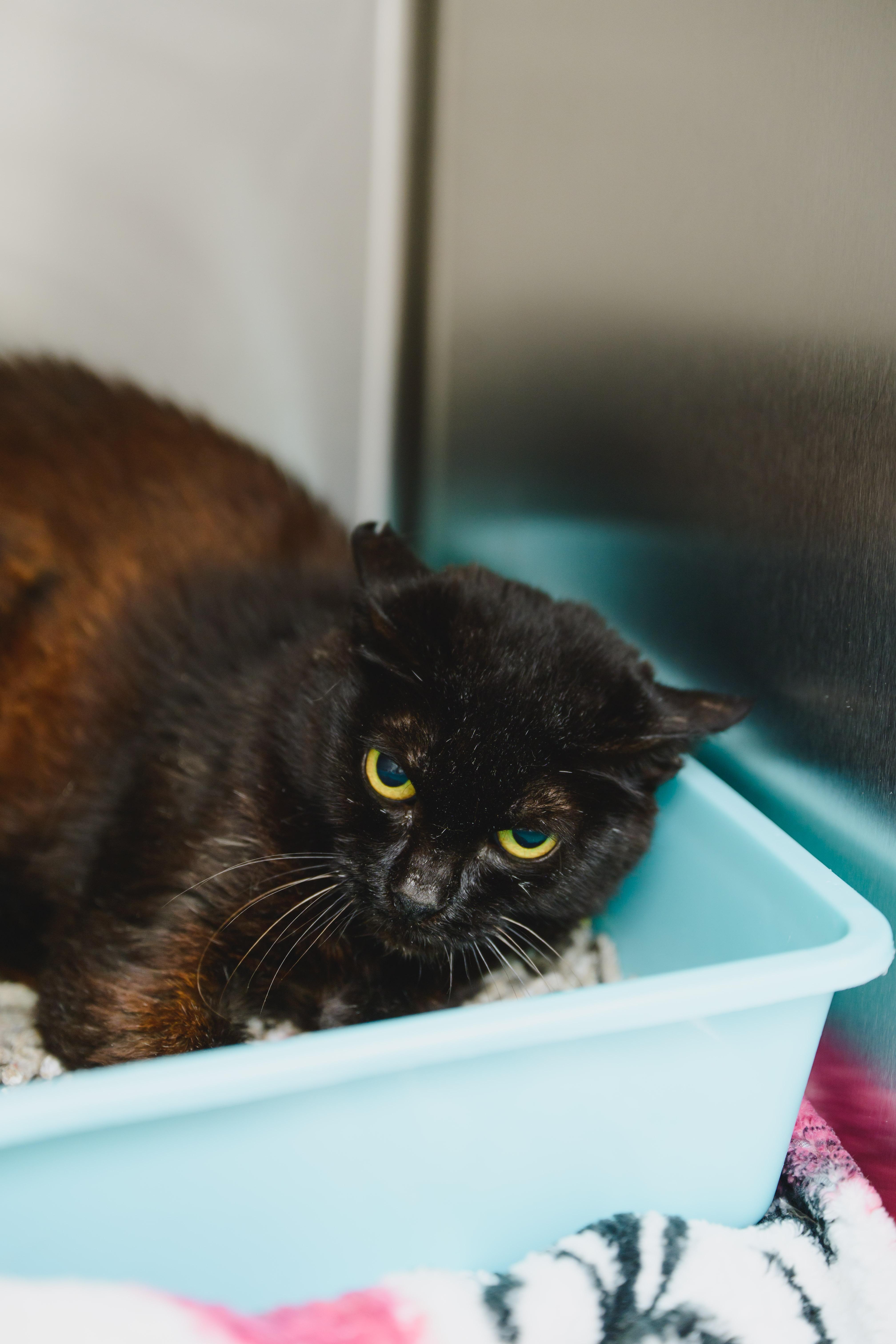 Enlarge Toffee, a Adoptable mixed breed in Honolulu, HI image 3/4