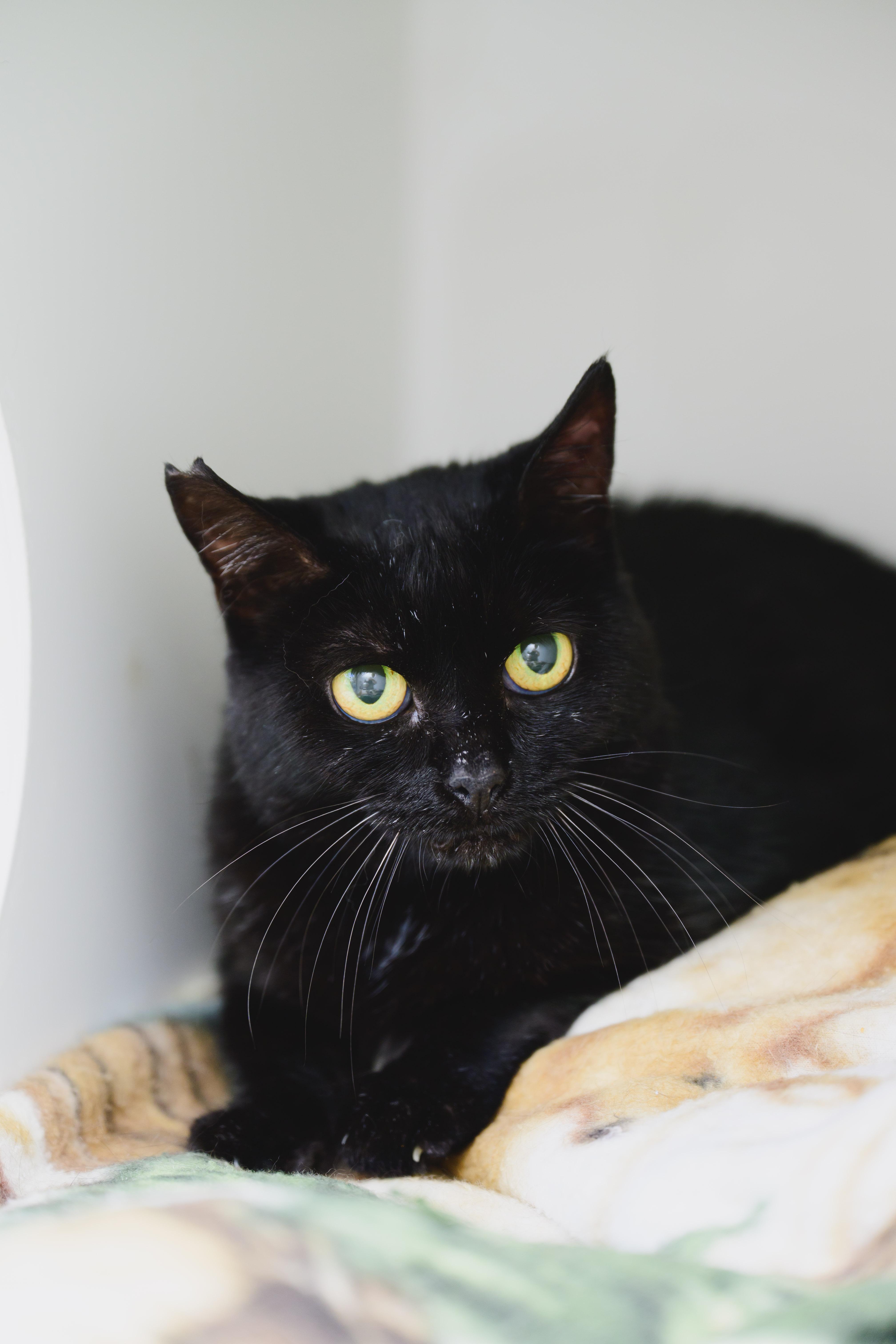 Enlarge Toffee, a Adoptable mixed breed in Honolulu, HI image 4/4