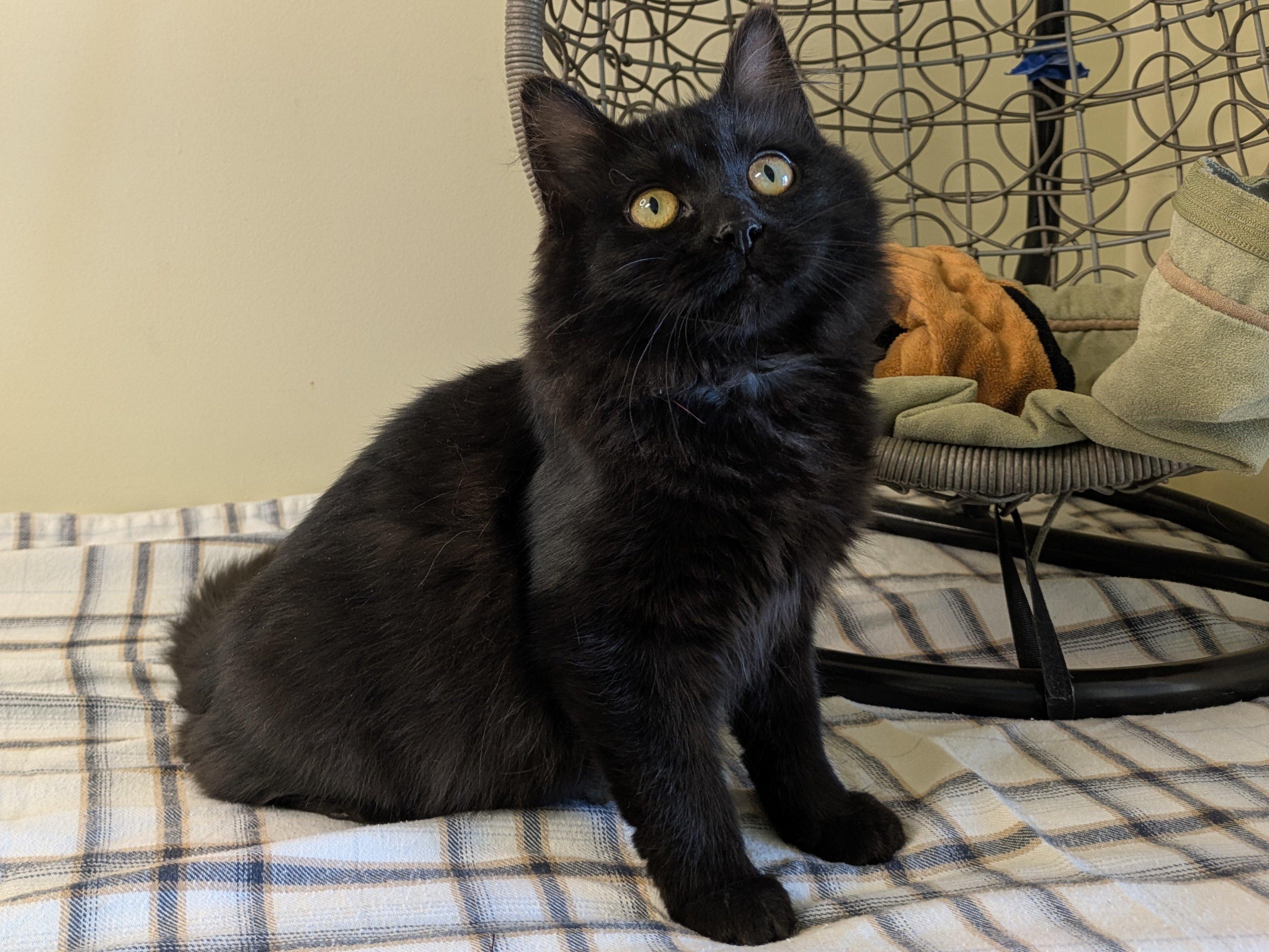 Ebony, an adoptable Domestic Medium Hair in Republic, WA, 99166 | Photo Image 5