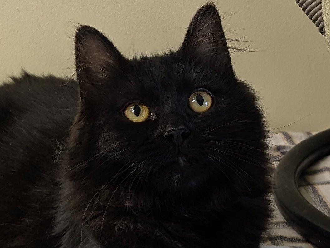 Ebony, an adoptable Domestic Medium Hair in Republic, WA, 99166 | Photo Image 3