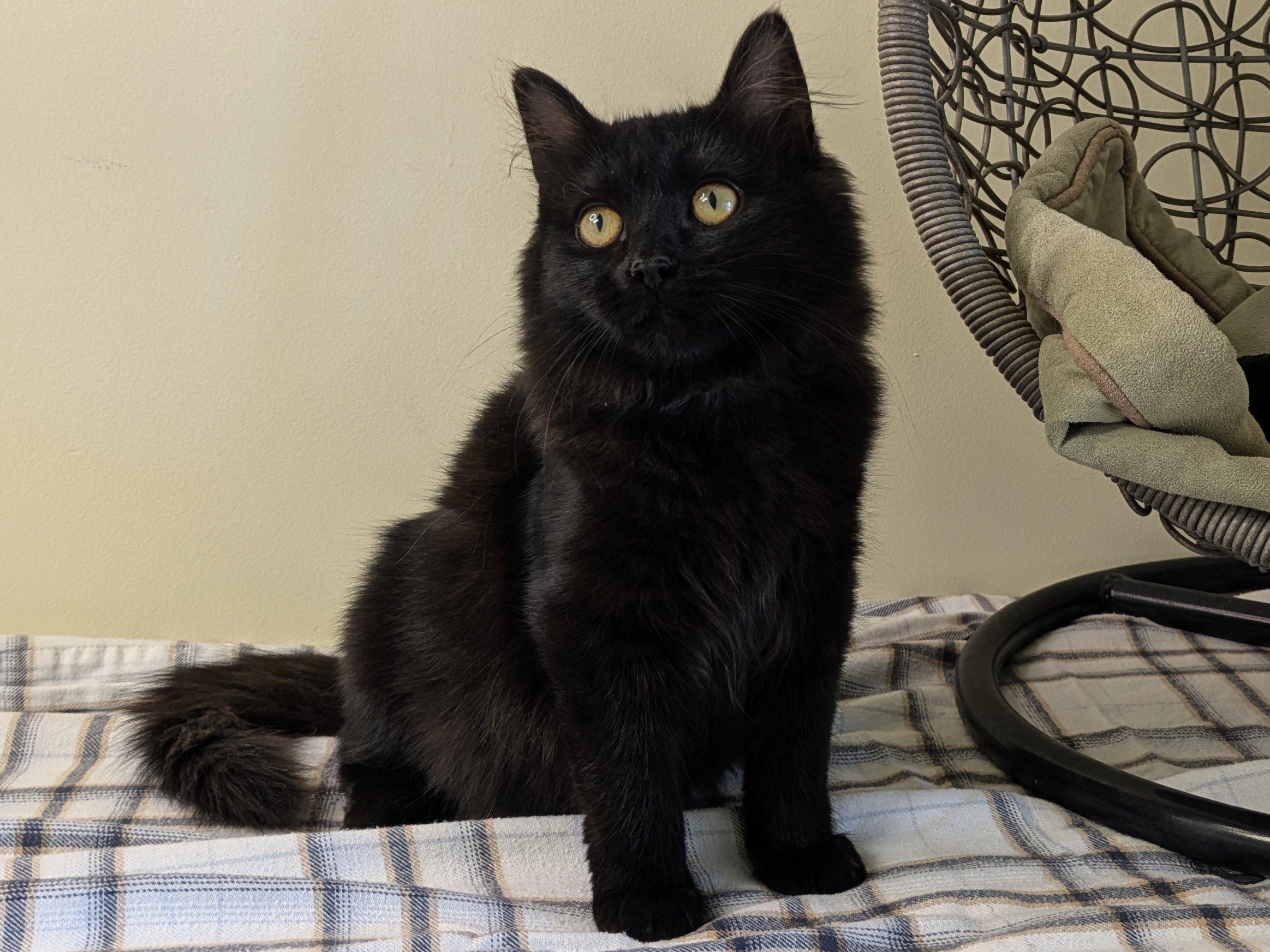 Ebony, an adoptable Domestic Medium Hair in Republic, WA, 99166 | Photo Image 4