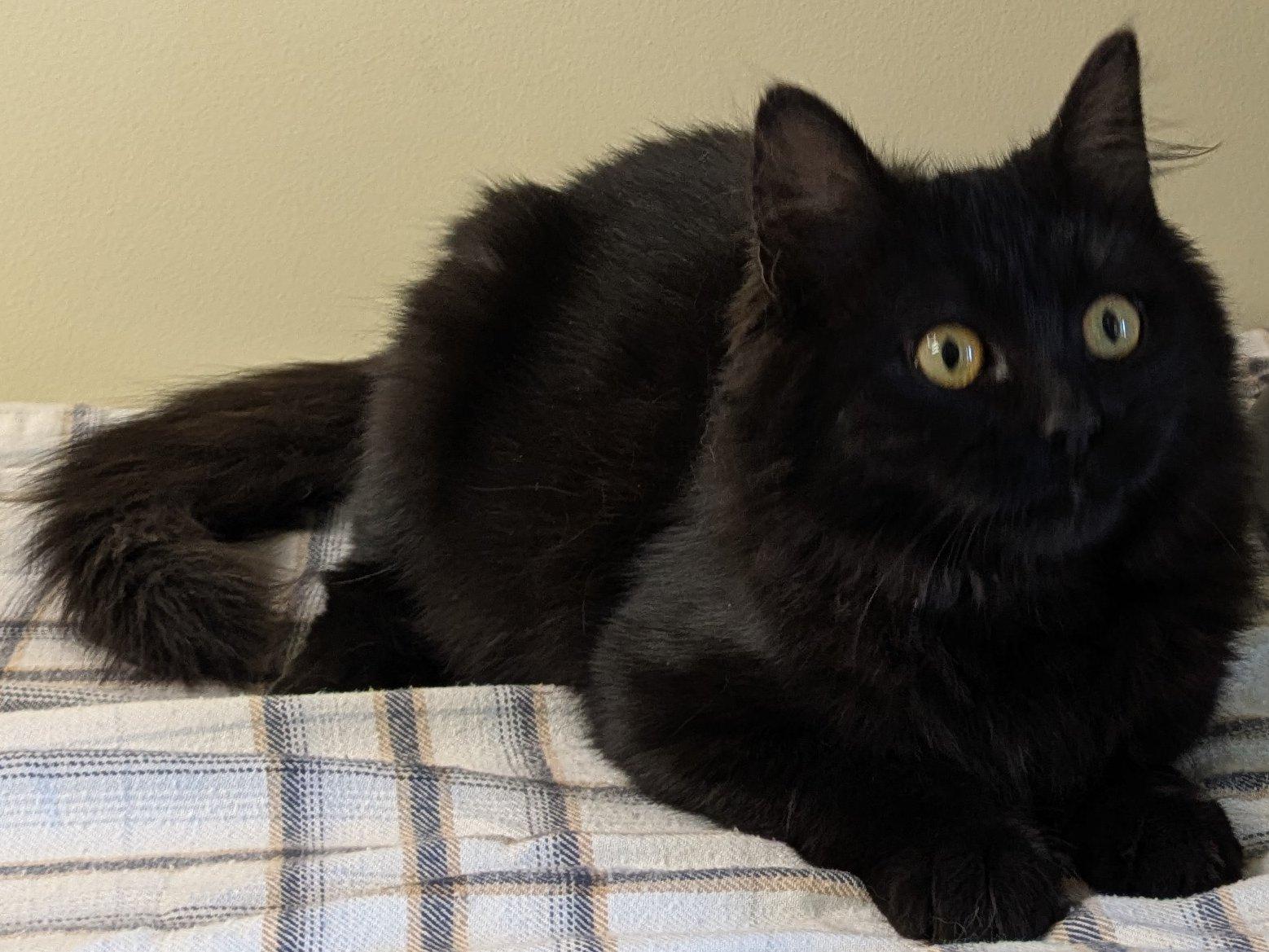 Ebony, an adoptable Domestic Medium Hair in Republic, WA, 99166 | Photo Image 2