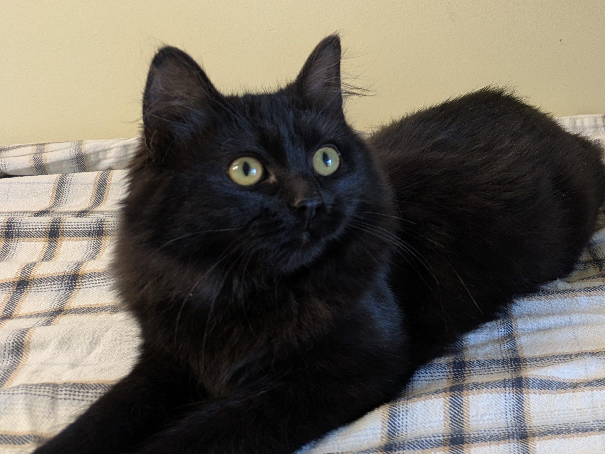 Ebony, an adoptable Domestic Medium Hair in Republic, WA, 99166 | Photo Image 1