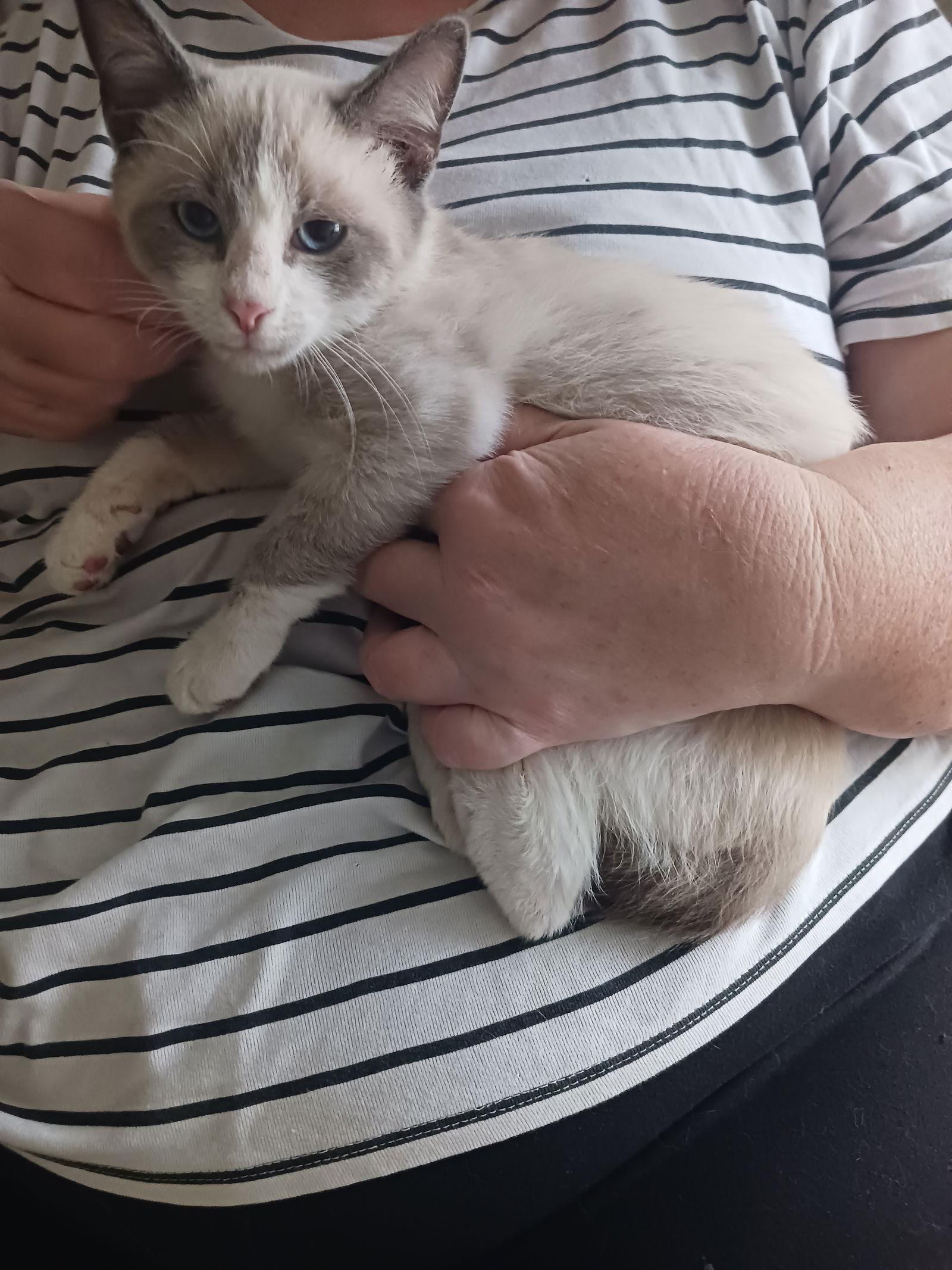 Lotus (9741), Adoptable, Kitten Male Siamese.