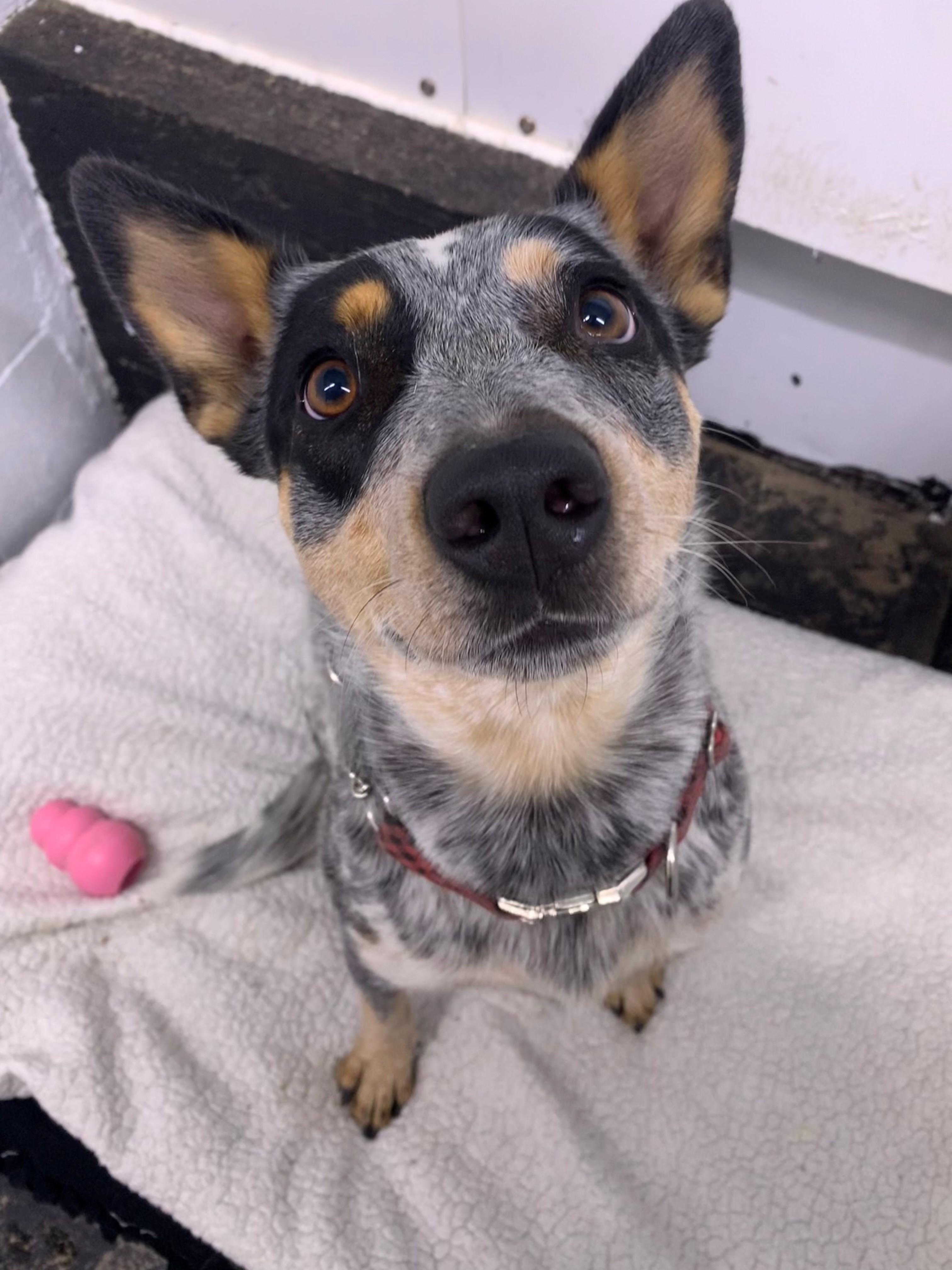 Venus, an adoptable Australian Cattle Dog / Blue Heeler in Brooks, AB, T1R 1B2 | Photo Image 2