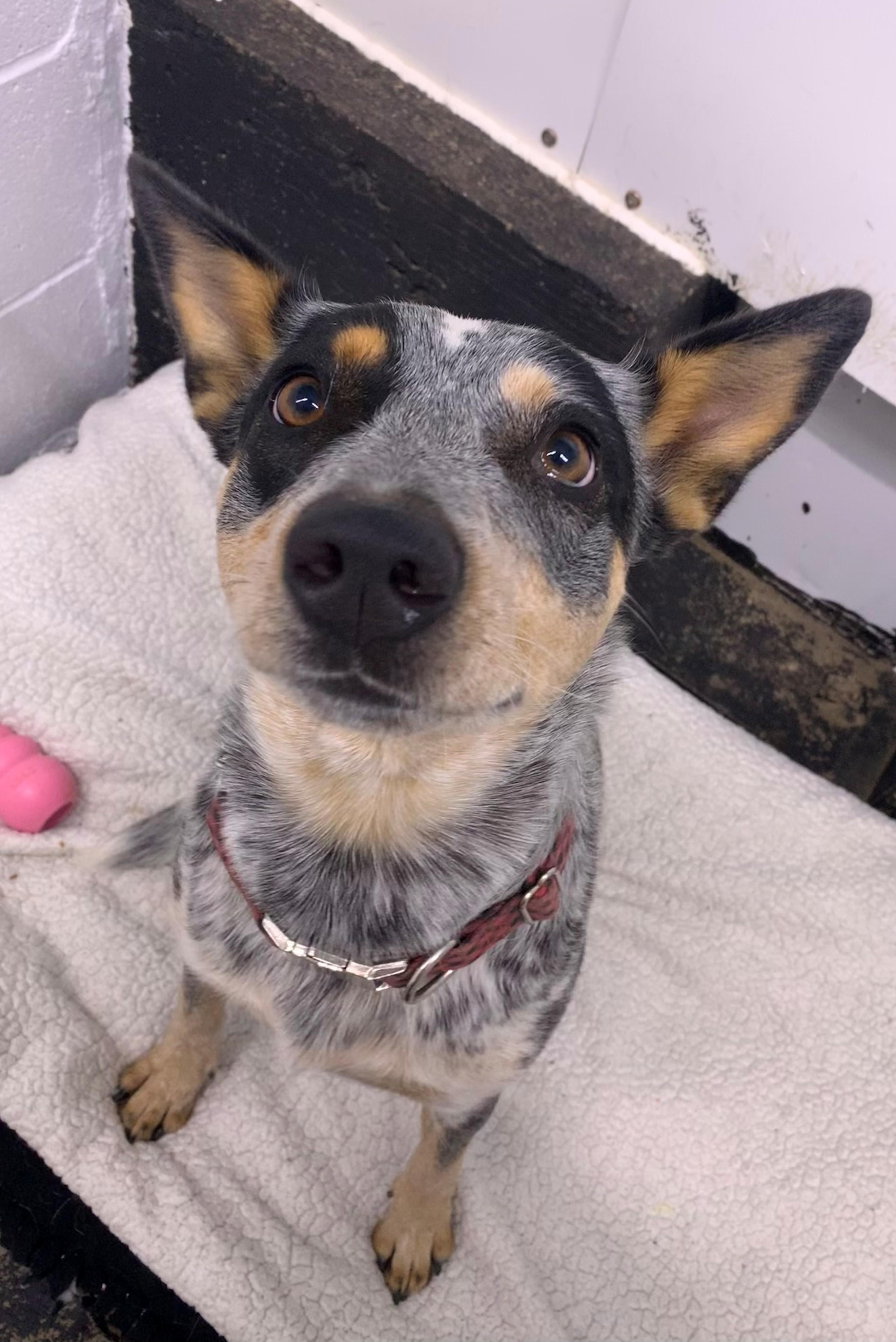 Venus, an adoptable Australian Cattle Dog / Blue Heeler in Brooks, AB, T1R 1B2 | Photo Image 4