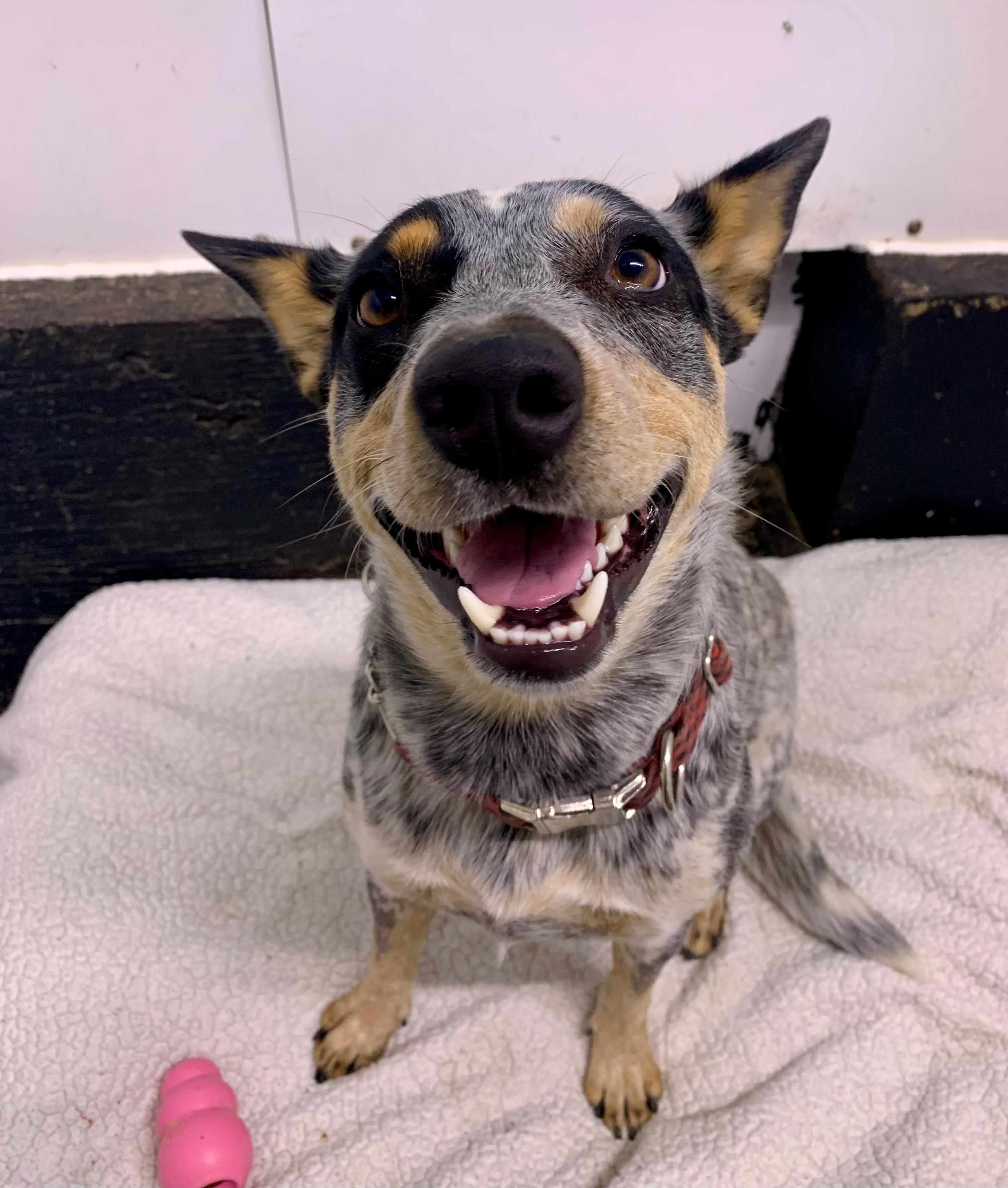 Venus, an adoptable Australian Cattle Dog / Blue Heeler in Brooks, AB, T1R 1B2 | Photo Image 1