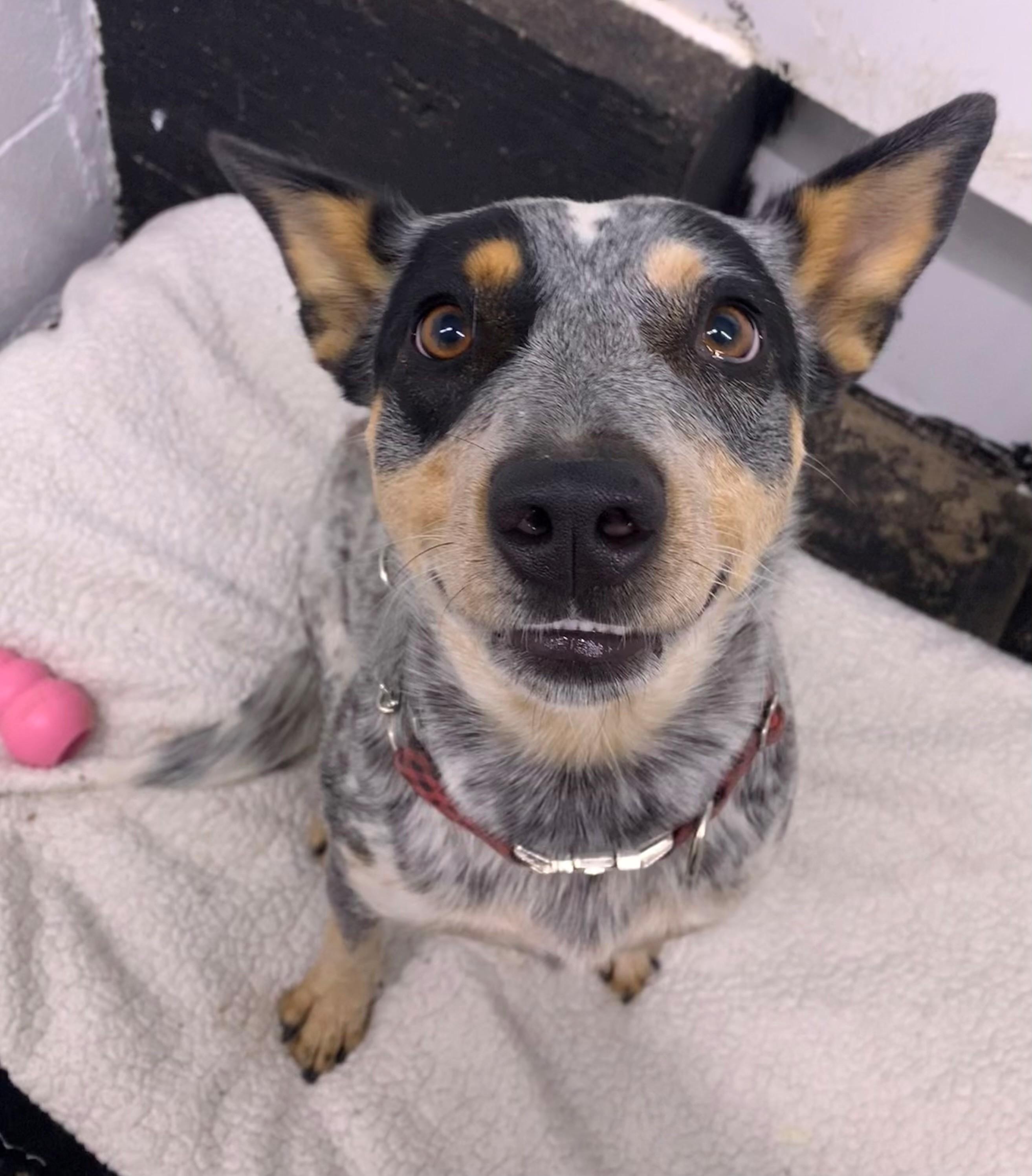 Venus, an adoptable Australian Cattle Dog / Blue Heeler in Brooks, AB, T1R 1B2 | Photo Image 5